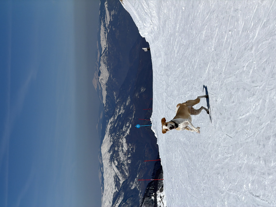 The image displays a clear, sunny winter scene on a groomed ski slope in Sedlačka gora, Montenegro. In the foreground, a light brown and white dog with short fur and a black collar is depicted in motion, mid-stride, appearing to run or jump on the snow. Its mouth is open, and its ears are positioned backward. To the left of the dog, a series of red vertical poles with black tips and a single blue pole marked with the number '1' are embedded in the snow, serving as markers. Further back on the right side of the slope, a lone individual in light-colored winter clothing, possibly white, is visible, standing or skiing. The snow surface exhibits visible tracks. In the background, multiple layers of snow-capped mountains extend under a clear blue sky, with a slight haze visible on the distant horizon.