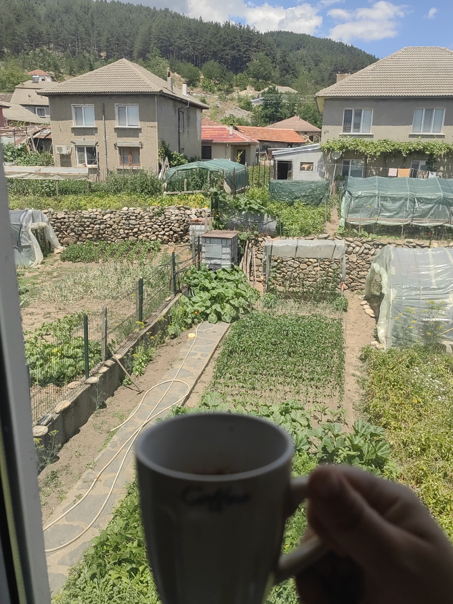 The image shows a view from a window overlooking a garden and houses in the village of Djerovo, Bulgaria. In the foreground, a hand holds a white coffee mug with dark liquid. The mug is partially obscuring the view of the garden. The garden is filled with various vegetables and plants, including what appears to be zucchini plants, rows of young plants, and some covered structures that may be greenhouses. A stone wall separates different levels of the garden, and a metal fence runs along a pathway. In the background, several houses with tiled roofs are visible. One house, a two-story structure, is painted a light color and has several windows. Beyond the houses, a dense forest covers a hillside, with a few scattered trees on a slope. The sky is blue with white clouds. The overall scene depicts a rural setting in Djerovo, Bulgaria, with a focus on the domestic garden and surrounding landscape.
