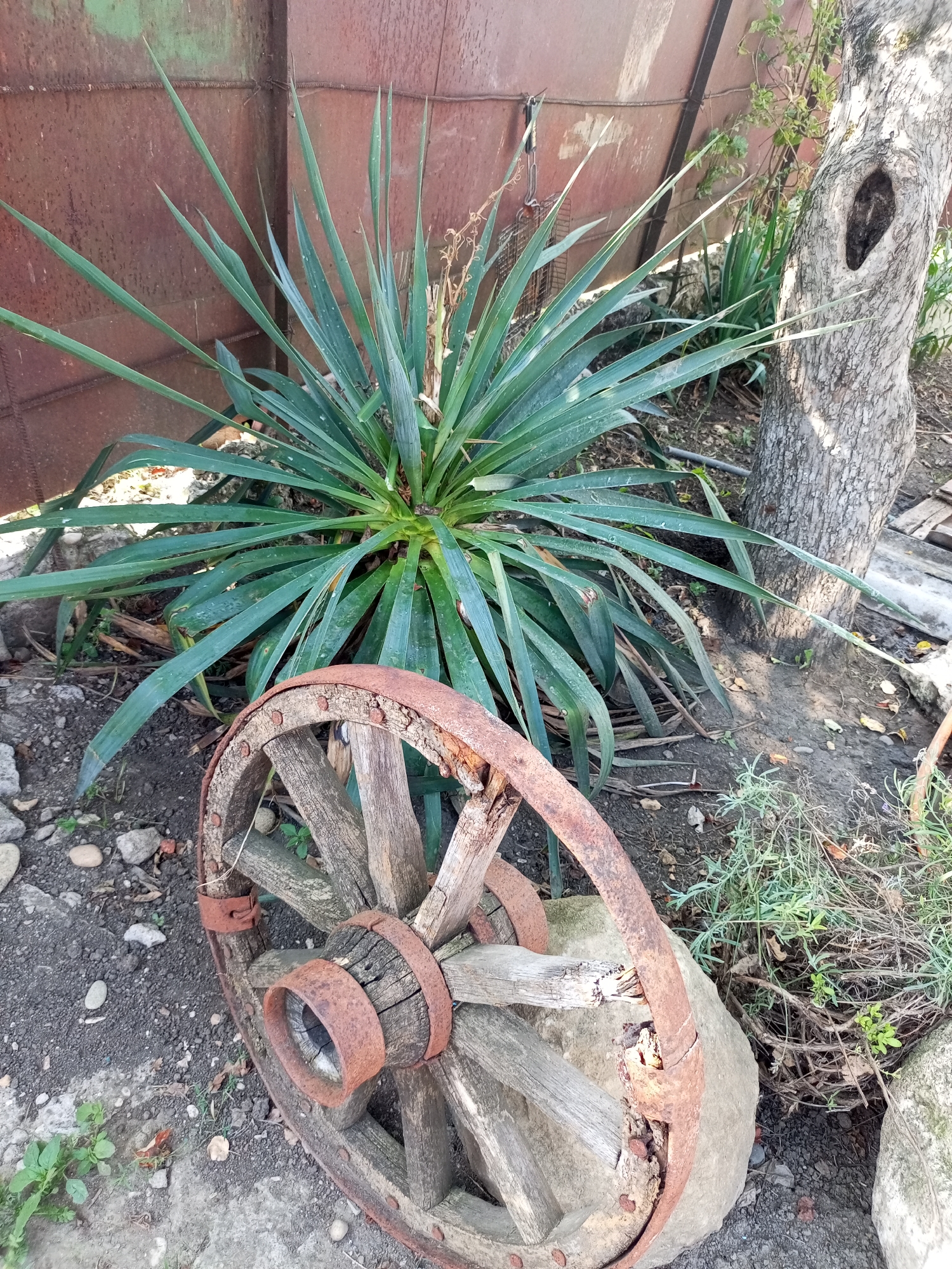 The image depicts an outdoor scene with a weathered wooden wagon wheel positioned in the foreground, resting against a large stone. The wagon wheel shows signs of significant rust on its metal rim and has spokes made of aged wood. Behind the wagon wheel, a large, spiky green plant is prominent, with its long leaves fanning out. To the right of the plant, the trunk of a tree with a noticeable hollow or knot is visible. In the background, a rusty metal structure, possibly a corrugated metal wall, stands behind the plant. The ground is covered with a mix of dirt, small stones, and some dry leaves. The overall environment suggests a rustic or overgrown outdoor space, likely in a rural or semi-rural setting within the city of Peredovaya, Russia. There are no people or animals visible in the image.