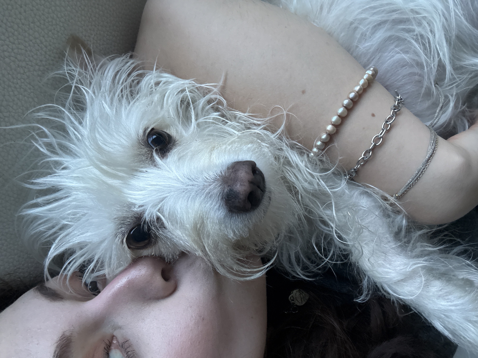 A close-up, eye-level shot shows a person lying down with a small white dog resting on them. The dog's head is centered, with its nose close to the person's nose. The dog has dark eyes and a long snout. The person's face is visible from the nose down, showing one eye. The person's arm is visible above the dog, adorned with two bracelets, one made of pearls and the other a silver chain. The background is a light neutral color. No evidence suggests the location is in Santa Clara Ocoyucan, Mexico.
