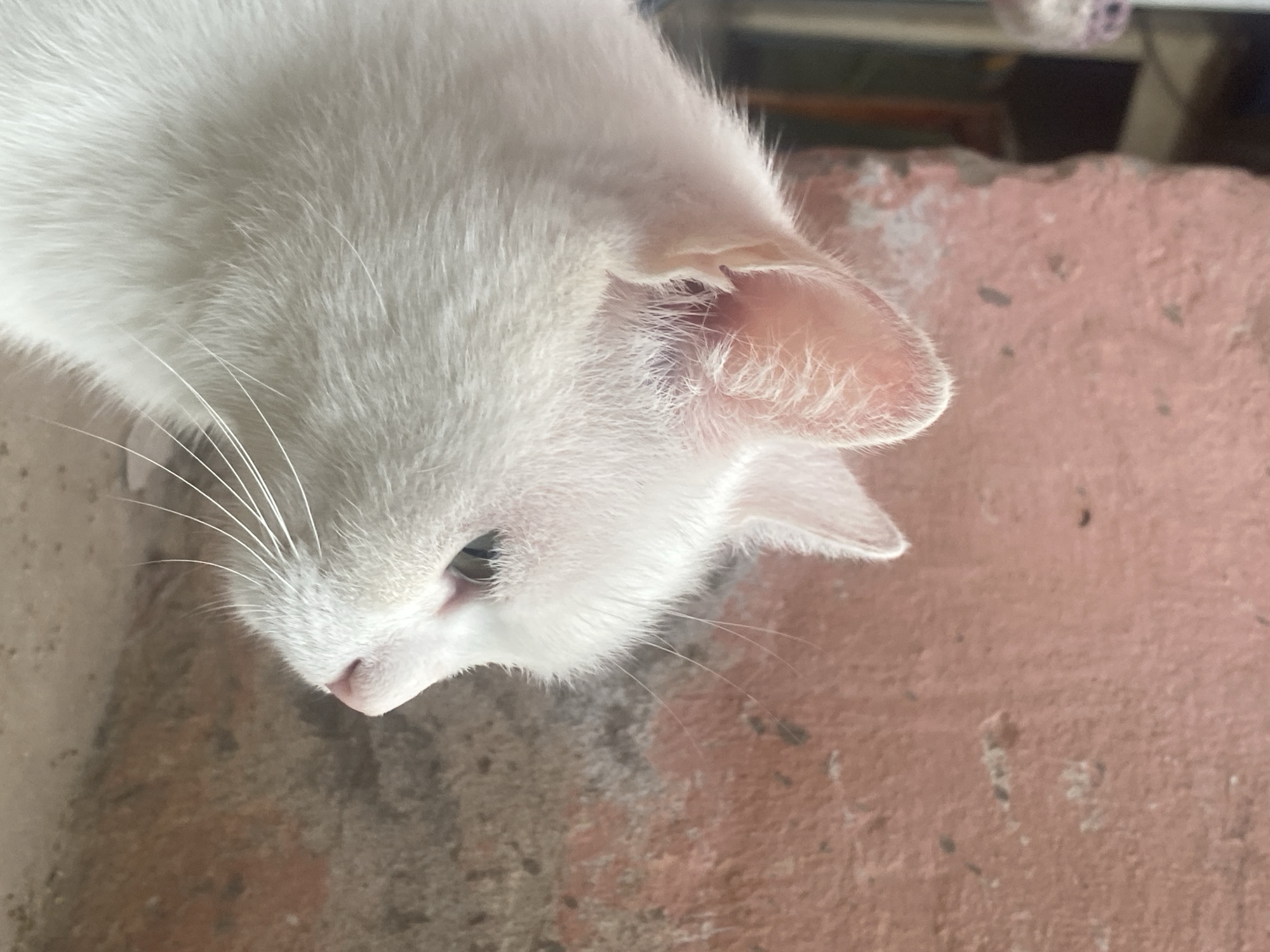 This media file features a close-up, overhead view of a white cat's head. The cat is positioned on a textured, reddish-brown surface, possibly brick or concrete, with some lighter patches and dark speckles. The cat's fur is predominantly white and appears soft and fluffy, particularly around its face and ears. Its left ear is clearly visible, with delicate pinkish inner lining and fine hairs. The cat's eye is partially visible, appearing dark and slightly slit. Its nose is a soft pink, and prominent white whiskers fan out from its muzzle. The background consists of the same textured surface, with some out-of-focus elements suggesting an outdoor or semi-outdoor environment. The lighting suggests it could be daytime, but no specific time or weather conditions are evident. No people, text, or specific events are depicted. The setting hints at an urban or semi-urban area in Almaty, Kazakhstan, given the context provided.