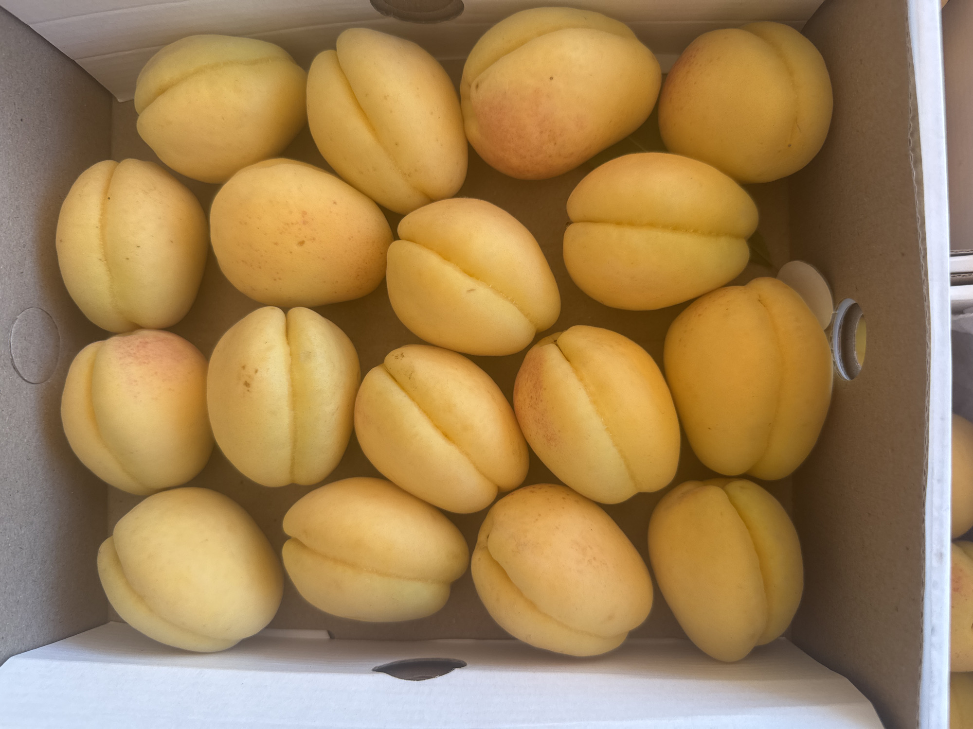 The image shows a cardboard box filled with sixteen ripe apricots. The apricots are predominantly yellow, with some exhibiting a slight pinkish hue. They are arranged neatly within the box, which appears to be made of corrugated cardboard. The setting is indoors, and no people are visible. There's no specific evidence to suggest it is in Tashkent, Uzbekistan.