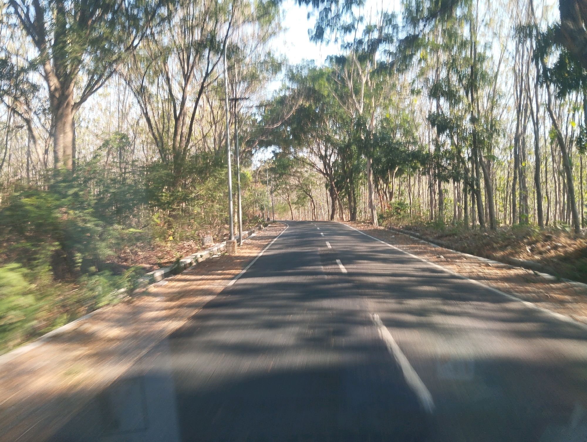 The image depicts a paved road lined with trees, suggesting a rural or semi-rural setting. The road has a white center line and appears to be slightly curved, disappearing into the distance. The trees on either side are tall and thin, with sparse foliage, allowing sunlight to filter through and cast shadows on the road. The ground beside the road is covered with dry leaves and some vegetation. There are no people or vehicles visible in the image, and the overall impression is one of a quiet, natural environment. The image is taken from a moving vehicle, indicated by the motion blur on the sides. Based on the provided information, this scene is located in Pajeng, Indonesia.