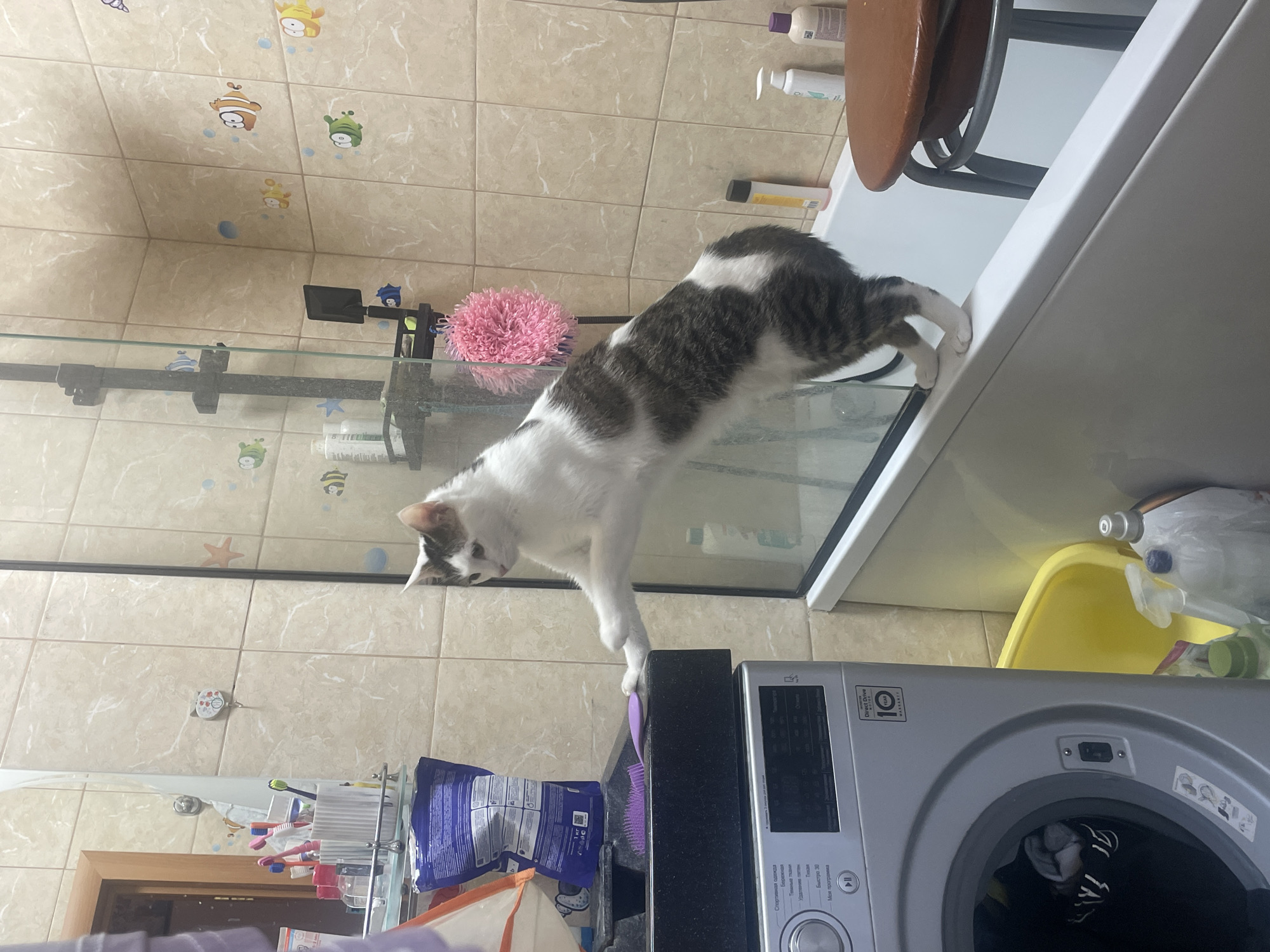 In this image, a domestic cat with white and grey tabby markings is captured in a bathroom setting. The cat is positioned on the edge of what appears to be a washing machine, with its front paws resting on the machine's surface and its hindquarters still on a glass surface, possibly a shelf or enclosure. The cat is looking down and to its right, with a curious expression.
The bathroom features beige tiled walls adorned with colorful cartoon fish and other sea creatures. To the left, a rack holds toothbrushes and other toiletries. In the foreground, a silver LG washing machine is visible, displaying some text in Russian, including "Спортивная одежда" (Sportswear), "Бережная" (Gentle), "Темные" (Dark), "Удаление пятен" (Stain Removal), "Быстро 30" (Quick 30), and "Моя программа" (My Program). A yellow basin is also visible on top of the washing machine. Above the cat, a portion of a brown wooden table and some bottles of toiletries are visible. The lighting suggests an indoor setting, likely during the daytime. The overall scene depicts a common household moment with a pet.