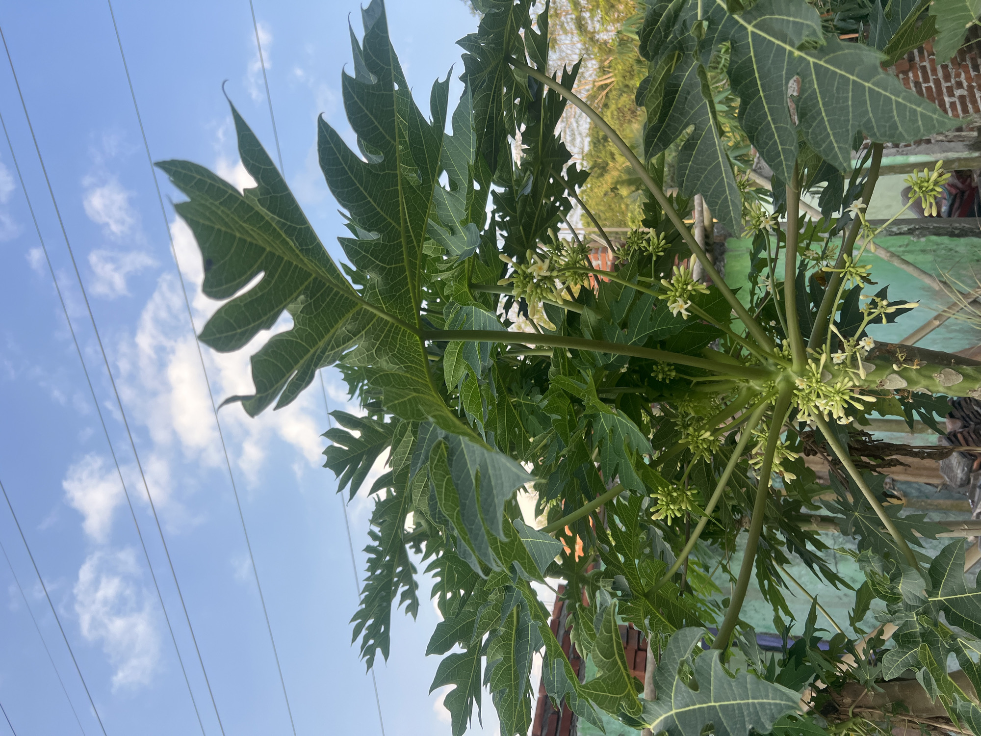 An outdoor, low-angle, vertical medium shot shows a papaya tree with numerous leaves and small white flowers, with a bright blue sky dotted with wispy clouds and power lines in the background. The tree is in the foreground, its large, palmate leaves dominating the frame and obscuring much of the background. Clusters of small, pale yellow flowers are visible at the base of some of the leaf stalks. In the upper portion of the image, several parallel power lines stretch across the sky. The sky is clear and bright, with a few scattered white clouds. The lower part of the image shows a green, weathered wall, possibly a fence, with some red brickwork visible to the right. The scene suggests a residential or semi-rural environment, likely in Payaman, Indonesia, given the presence of typical tropical vegetation and overhead utility lines. No people are visible in the image. The lighting suggests it is daytime, possibly late morning or early afternoon, given the brightness of the sky and the dappled light filtering through the leaves. The focus is primarily on the papaya tree, with the background elements slightly blurred, creating a shallow depth of field.