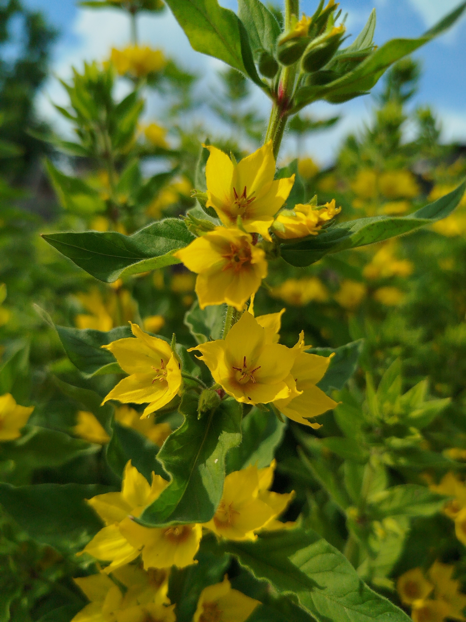A close-up, vertical, eye-level shot captures a cluster of bright yellow flowers with green leaves against a blurred background of more foliage and a hint of blue sky. The flowers, which appear to be Lysimachia punctata, also known as yellow loosestrife, are star-shaped with five petals and a darker center. Some flowers are in full bloom, while others are in bud. The leaves are elongated and pointed, with a slightly fuzzy texture. The lighting suggests it is daytime, with sunlight illuminating the flowers and casting shadows. The overall impression is one of natural beauty and vibrancy. The image was taken outdoors in an unspecified location.