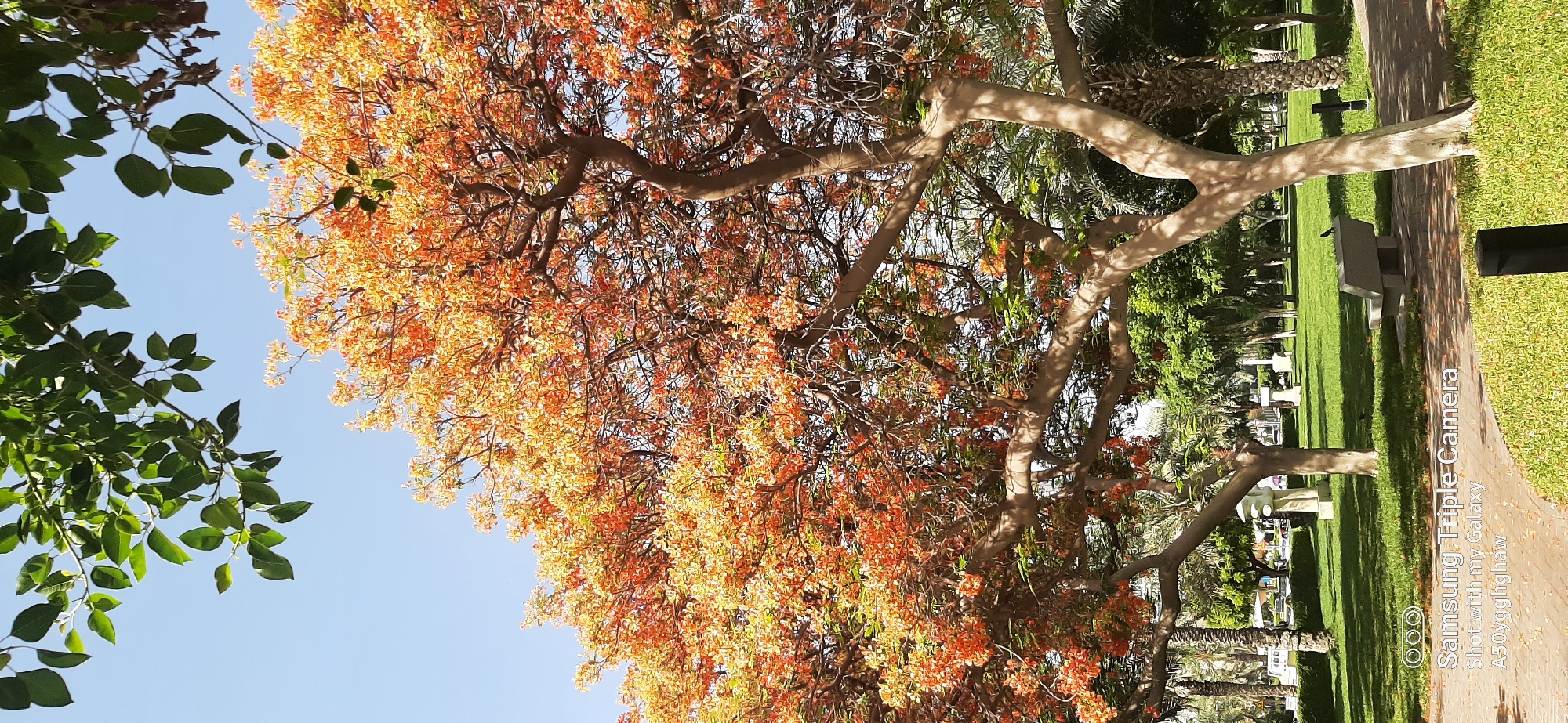 The image depicts a vibrant tree with bright orange flowers dominating the foreground, set against a clear blue sky. The tree's branches are visible, some laden with the colorful blossoms, while other branches are bare. In the background, a park setting is evident with lush green grass, trees, and palm trees. Several park benches are scattered throughout the grassy area, and a pathway made of red bricks curves through the scene. In the distance, hints of urban infrastructure can be seen, including what appears to be streetlights and possibly buildings, suggesting a park within a city. The lighting indicates a sunny day, casting shadows on the grass and the tree trunks. The overall scene is one of natural beauty within a maintained urban environment. The bottom of the image contains a watermark that reads "Samsung Triple Camera Shot with my Galaxy A50ygglighaw". This watermark indicates the image was captured by a Samsung Galaxy A50 smartphone. While the image displays elements of a park, there is no specific visual information that can definitively identify the location as being within the city of Dubai, United Arab Emirates.