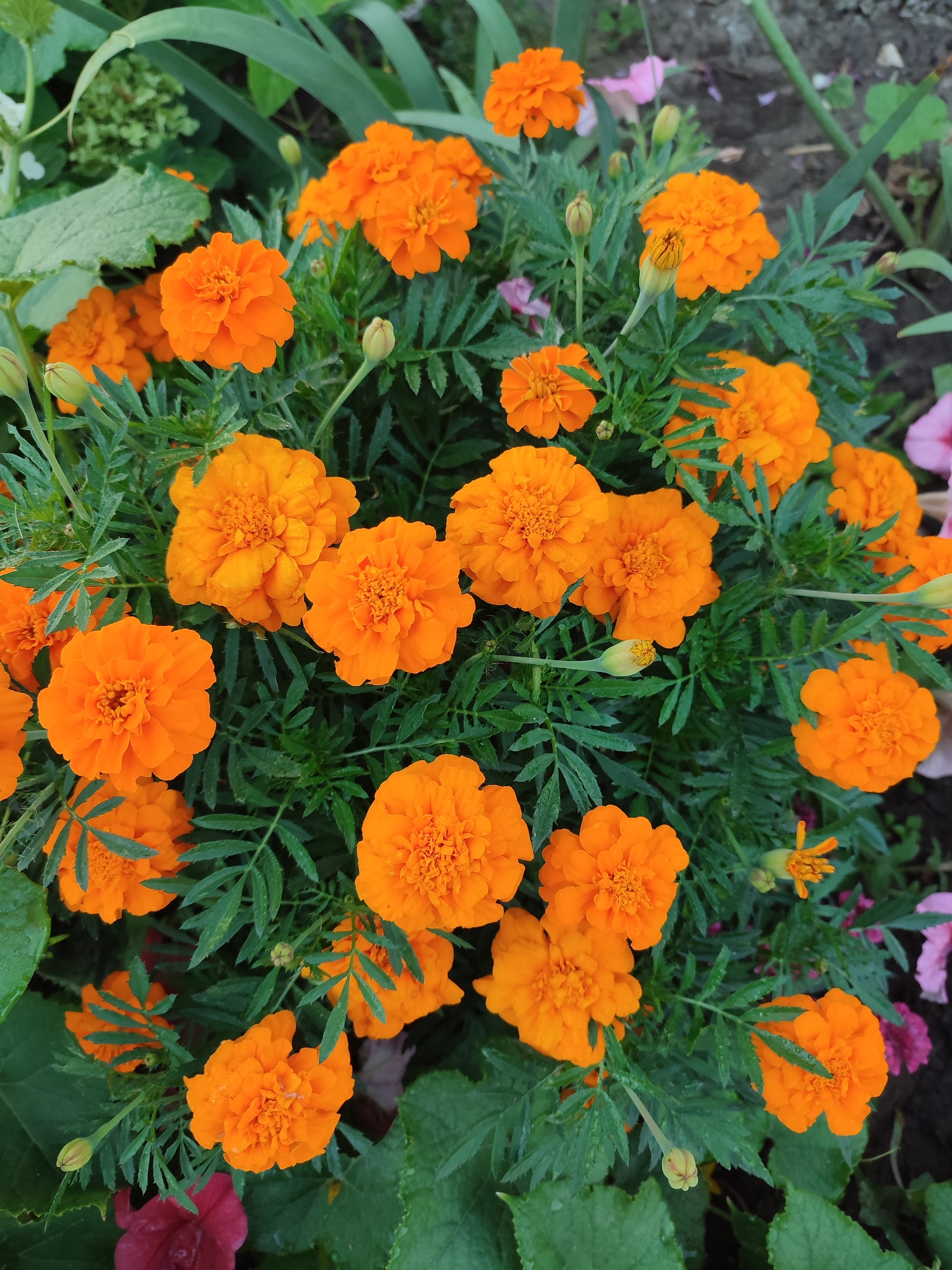 The image is a close-up, high-angle shot of a cluster of vibrant orange marigold flowers with green foliage. Several marigolds are in full bloom, displaying their ruffled petals. A few flower buds are also visible. The flowers are growing in what appears to be a garden setting, with hints of other plants and a dark, textured ground in the background. The lighting suggests it is daytime, possibly with some overcast conditions as indicated by the slight sheen on some of the leaves, possibly from recent rain or dew. The location is specified as Budy, Ukraine.