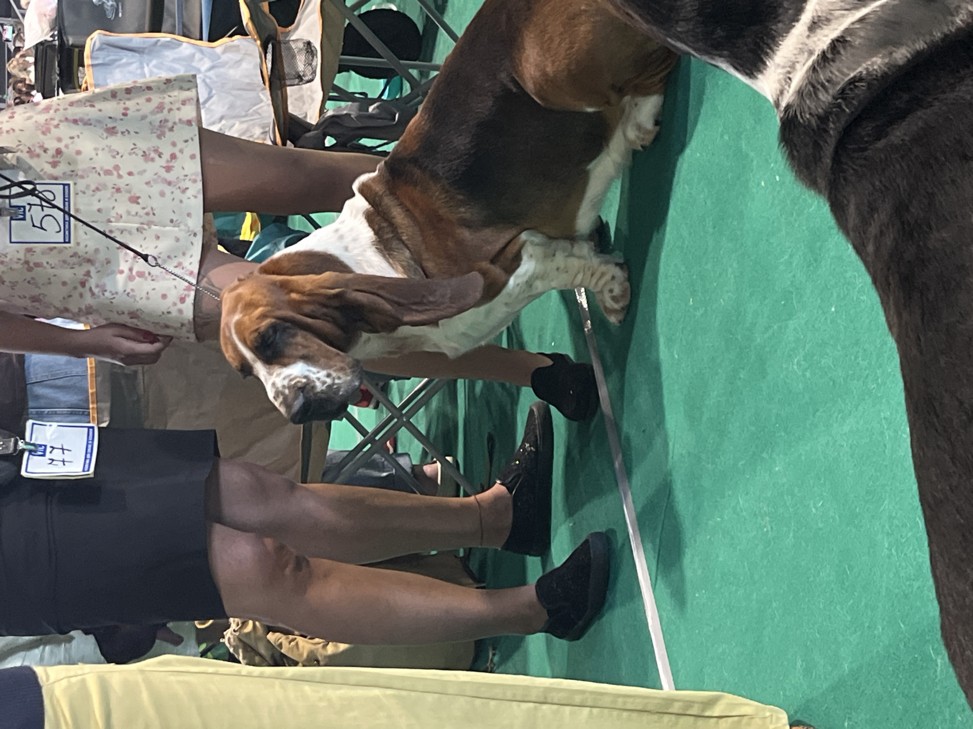 The image shows a Basset Hound dog sitting on a green surface, possibly a carpet or artificial turf, in what appears to be an indoor event or exhibition. The dog has white, brown, and black markings. A person's legs are visible to the left of the dog, wearing a dark skirt and black slip-on shoes. Another person's legs are visible to the right of the dog, wearing a light-colored, floral-patterned skirt. Both individuals have identification tags pinned to their clothing. The background includes folding chairs and other indistinct elements of an event space. The location provided, Lahojsk selsaviet, Belarus, is not determinable from the visual information in the image.