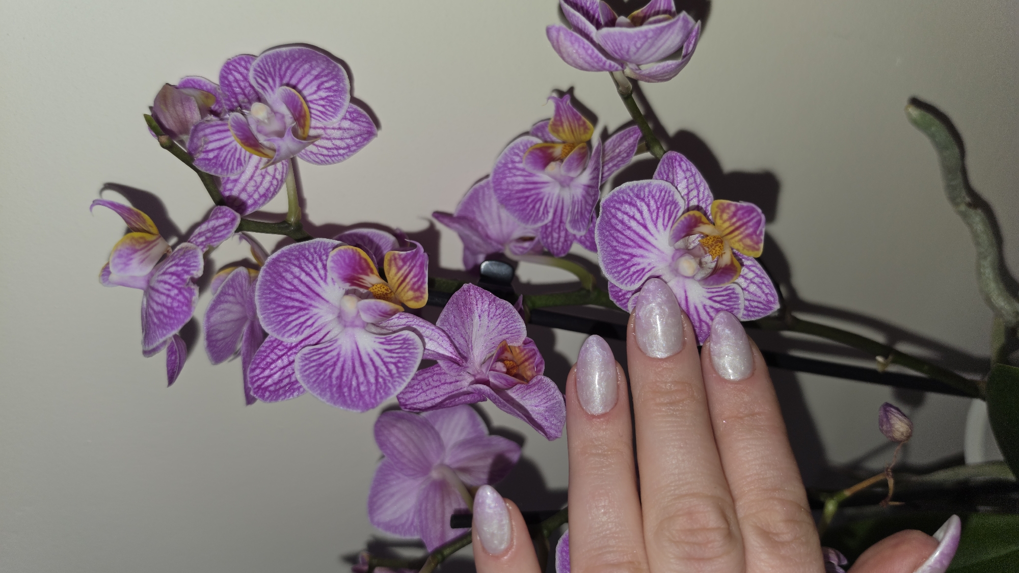 A close-up shot features a cluster of vibrant purple and white striped orchids with yellow centers. A fair-skinned hand with long, almond-shaped nails painted with a shimmering white polish is positioned among the flowers. The scene is illuminated by a soft, artificial light. The background is a plain, light-colored wall, devoid of any discernible landmarks to suggest a location within London or any other city. The focus is primarily on the floral arrangement and the hand. There are no people other than the hand visible. The action is minimal, with the hand appearing to simply rest among the orchids.