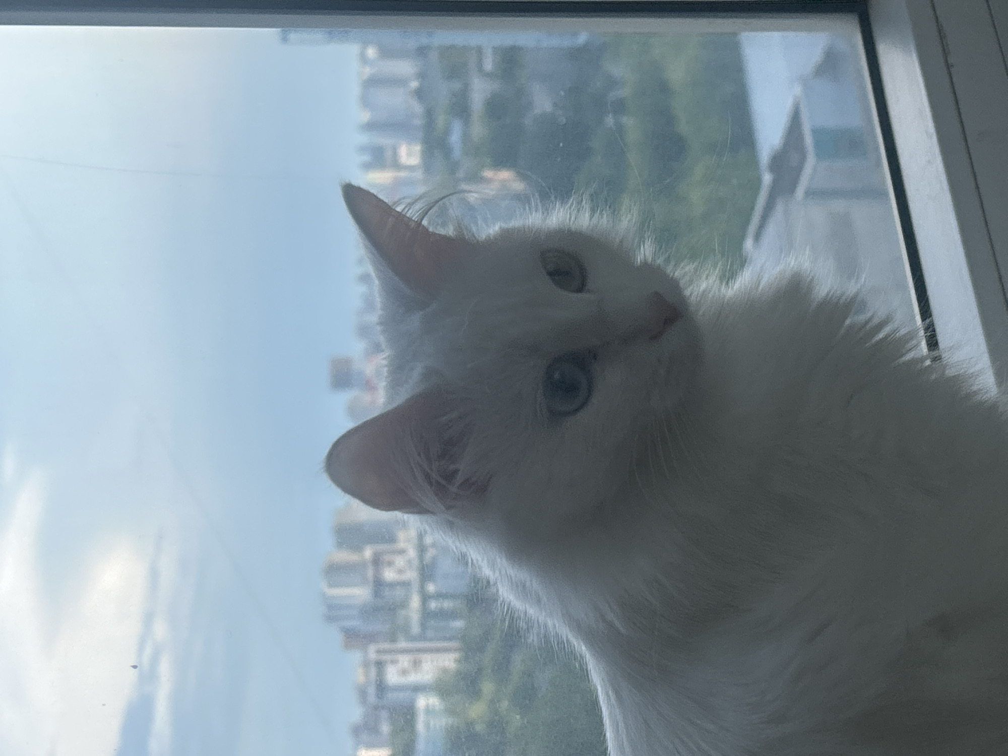 A medium shot photograph captures a fluffy white cat with light blue eyes perched on a windowsill, its gaze directed slightly to the right of the camera. The cat's fur is voluminous, creating a soft, ethereal appearance. Behind the cat, a window offers a hazy view of a city skyline, characterized by numerous buildings and a muted green expanse of trees. The sky above is overcast with pale clouds. The scene appears to be set in an urban environment, possibly an apartment building overlooking the city. The composition suggests a quiet moment of observation by the feline subject. The cat's presence is the primary focus, with the urban landscape serving as a backdrop.