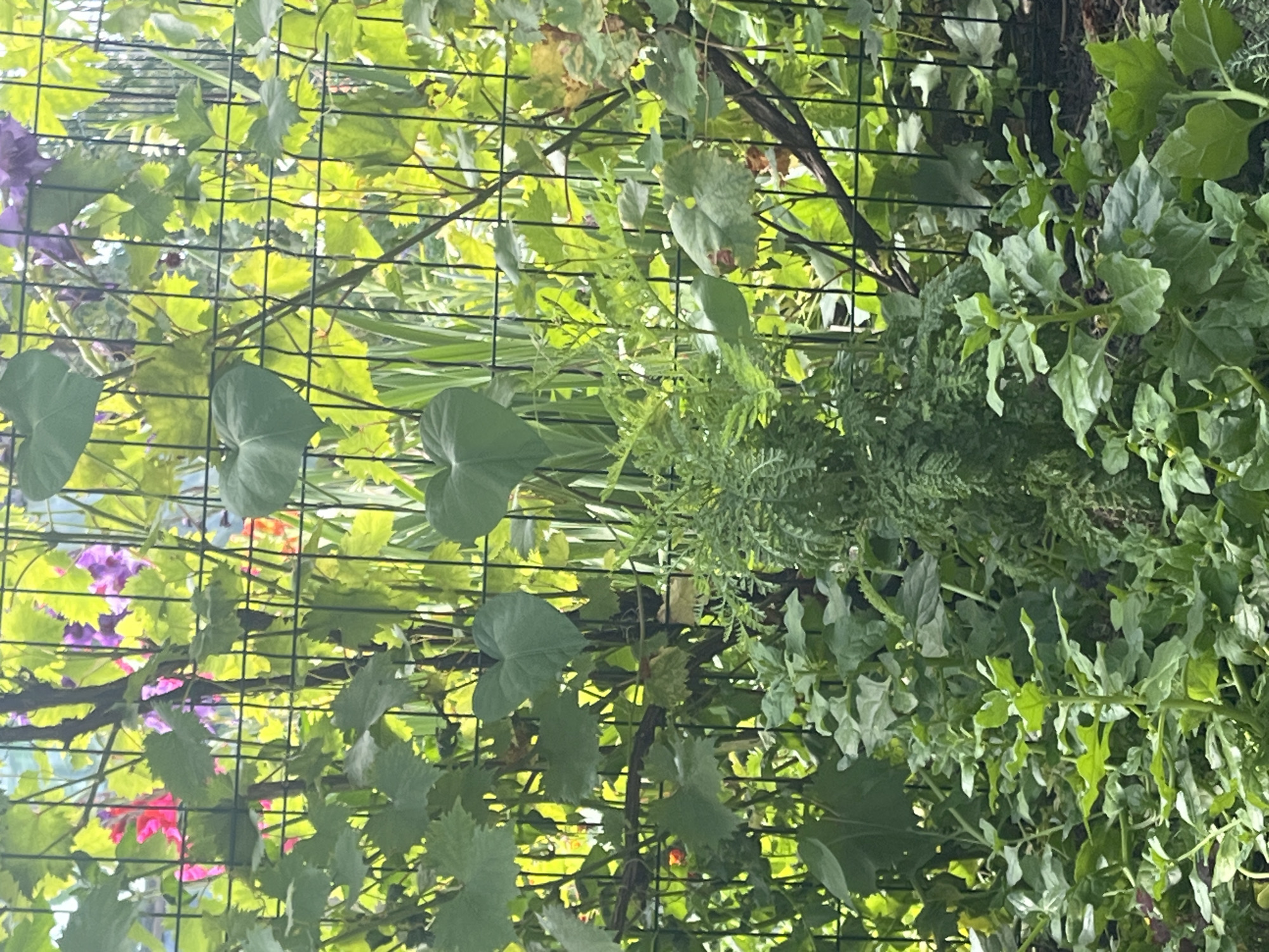 A close-up, vertical, medium-shot photograph captures a densely vegetated garden area behind a black metal mesh fence. The garden is lush with various green plants, including large heart-shaped leaves of what appear to be ornamental vines, likely in the early stages of growth. Interspersed with the greenery are hints of flowering plants, with visible splashes of bright pink and purple flowers, suggesting a vibrant bloom. The background is blurred, but suggests more foliage and the presence of sunlight filtering through the leaves, creating a dappled effect. The overall impression is one of an overgrown, naturalistic garden space, possibly a backyard or allotment, located within the urban environment of Kaunas, Lithuania. No people or specific actions are depicted in the image.