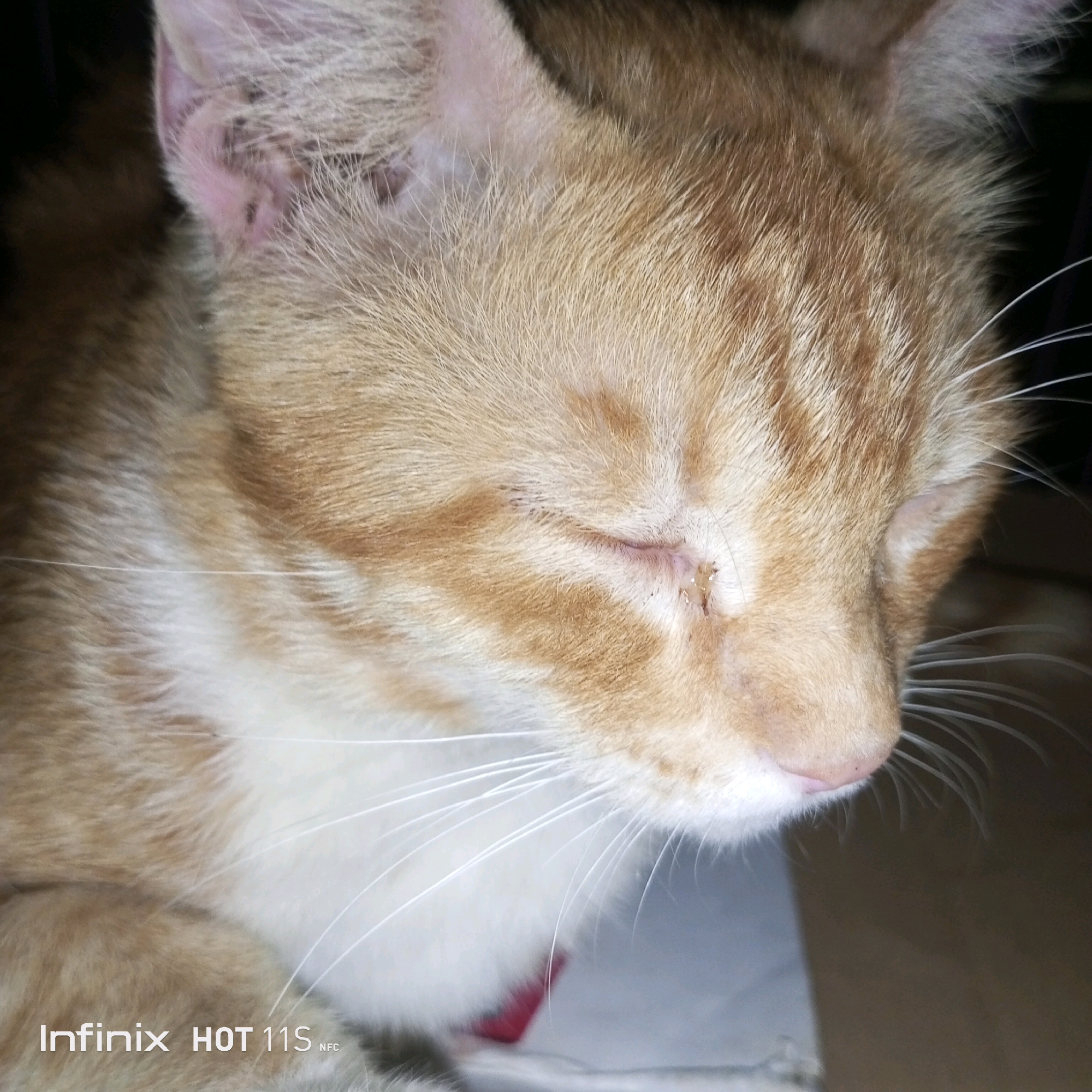 A close-up, eye-level shot captures a young, ginger and white cat sleeping. The cat's eyes are closed, and its fur is primarily ginger with white markings on its chest and lower face. Visible are its long white whiskers and the pink of its inner ear and nose. The background is dark and out of focus, suggesting the image was taken indoors in low light. The bottom of the image displays a watermark reading "Infinix HOT 11S NFC." The exact location within Sukaslamet, Indonesia, is not discernible from the provided image.