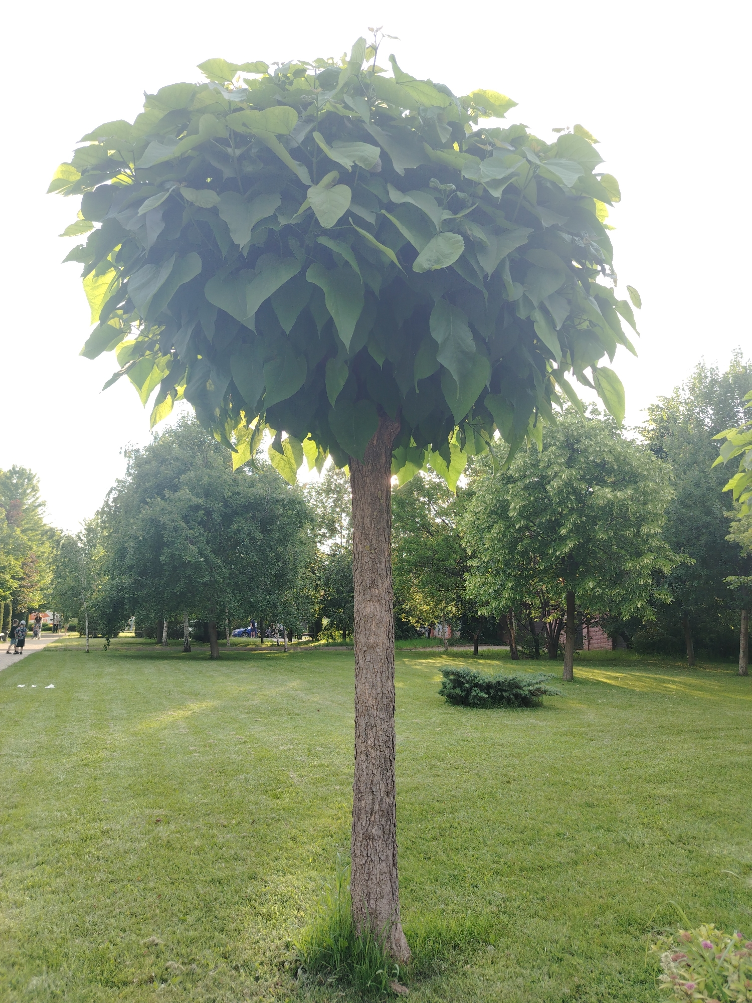 The image depicts a cultivated tree with a rounded canopy of green leaves, standing prominently in the foreground of a park. The tree's trunk is visible, with textured bark. Behind it, a lush green lawn stretches out, dotted with other trees of varying sizes and types. In the background, a paved pathway is visible with a few people walking. Sunlight filters through the leaves, creating dappled light on the grass. The overall impression is one of a well-maintained urban park setting. The presence of diverse trees, a lawn, a pathway, and people suggests a public recreational space within a city. Without specific identifying markers or context, it is impossible to pinpoint the exact location within Krasnodar, Russia.