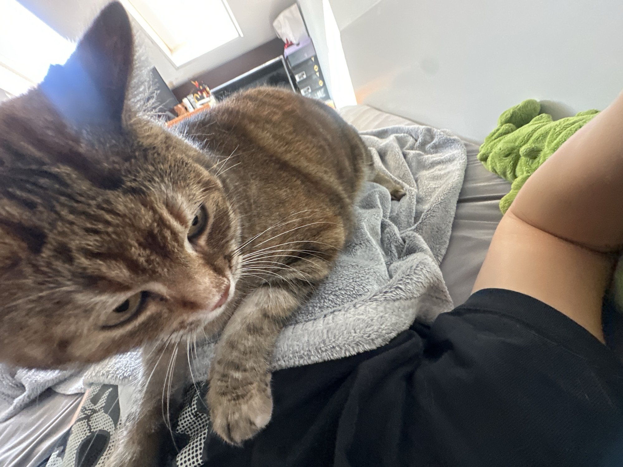 The image shows a close-up view of a brown tabby cat resting on a gray blanket. The cat's face is partially visible, with its eyes looking down. A person's leg, wearing black shorts, is visible in the lower left corner of the frame. A green, plush toy is also visible to the right of the leg. The background appears to be a bedroom, with a window and some shelves visible. There is no indication of the image being taken in Shumen, Bulgaria.