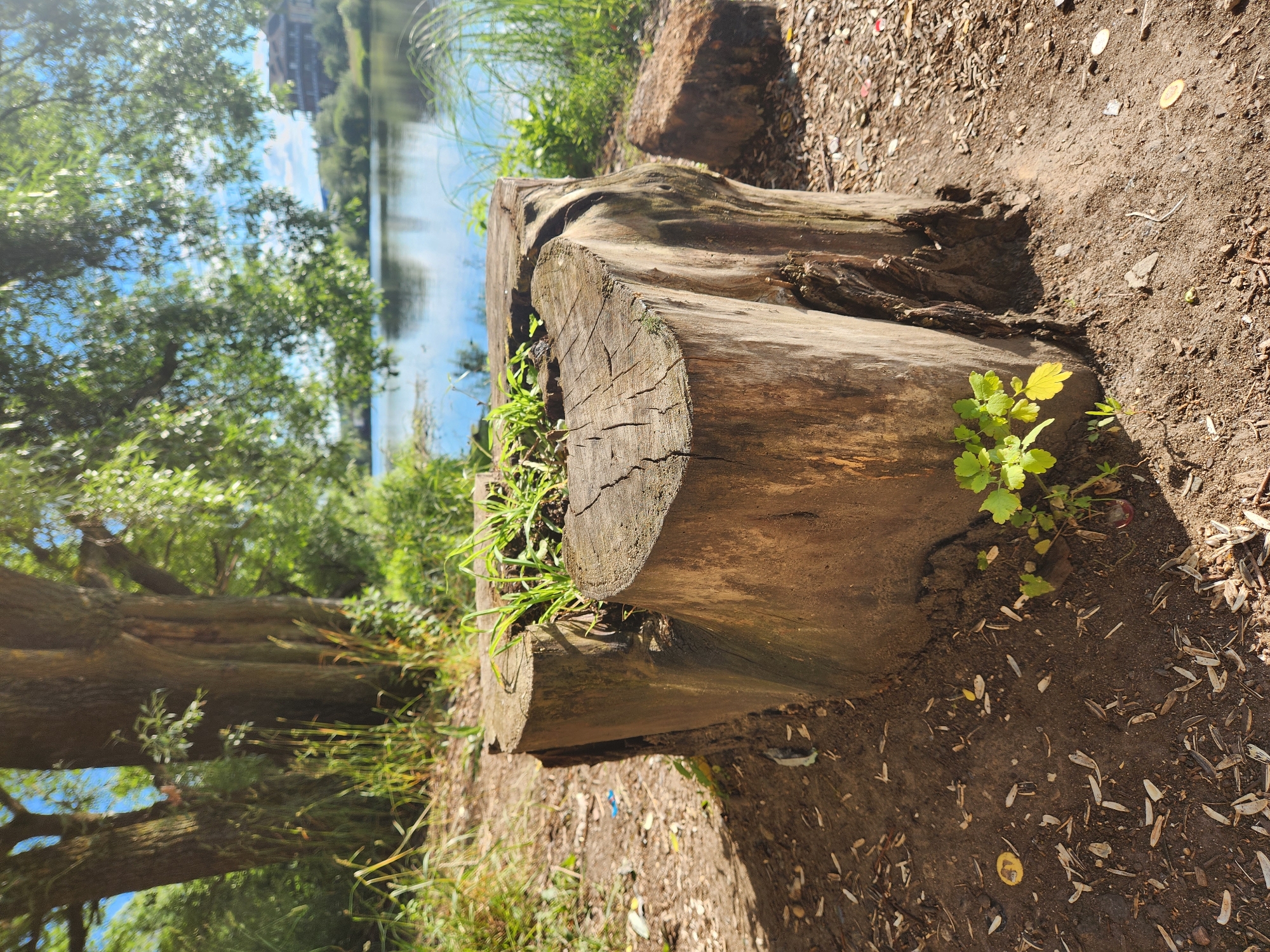 A close-up shot focuses on a large, weathered log that has been cut and placed as seating or part of a rustic landscape feature. The log is rough-hewn with visible cracks and grain. Small green shoots and a few yellow leaves sprout from the soil around the log, indicating a natural setting. The ground surrounding the log is composed of dark earth, scattered with small debris like seeds, leaves, and perhaps bits of wood.
In the background, a body of water, likely a lake or river, reflects the blue sky and white clouds. Lush green trees and foliage border the water, creating a serene natural environment. A building is faintly visible on the far side of the water. The lighting suggests it is daytime, with sunlight casting shadows and highlighting the textures of the log and the surrounding ground. The overall mood is peaceful and natural, highlighting the intersection of man-made elements (the log seating) and the natural world. The location is identified as Vniissok, Russia.
