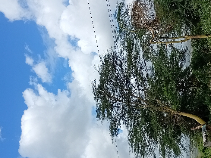 The image shows a view of a grassy area with two trees under a clear blue sky with large, white cumulus clouds. The location is Mlolongo, Kenya, at latitude -1.401 and longitude 36.944. Power lines run diagonally across the sky and a small structure, possibly a shed, is visible in the lower left corner. The trees have thick canopies of green leaves. The taller tree has a slender trunk with a unique, twisted shape. The shorter tree is dead or dying, with bare branches and a thinner trunk. The grass is green and lush. The ground slopes gently down toward the horizon. No people are present.