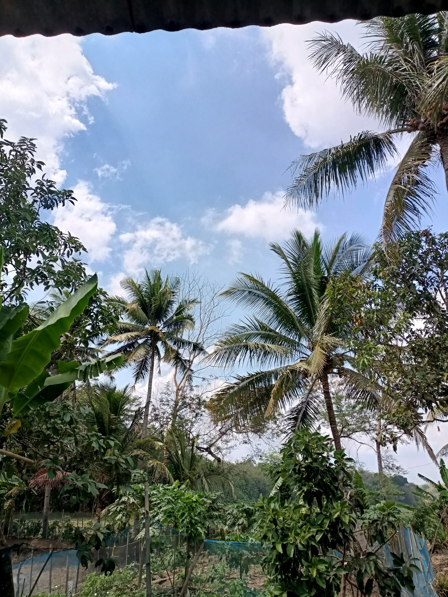 A view looking up through palm and banana trees at a partly cloudy blue sky. The image is taken from under a dark, corrugated roof overhang. Coconut trees with large fronds are prominent, one bearing clusters of coconuts. Other tropical foliage is visible, including large banana leaves. In the lower portion of the image, a blue net fence can be seen, suggesting a garden or agricultural area. The scene appears to be in a tropical or subtropical environment, consistent with a location like Mangunjaya, Indonesia.