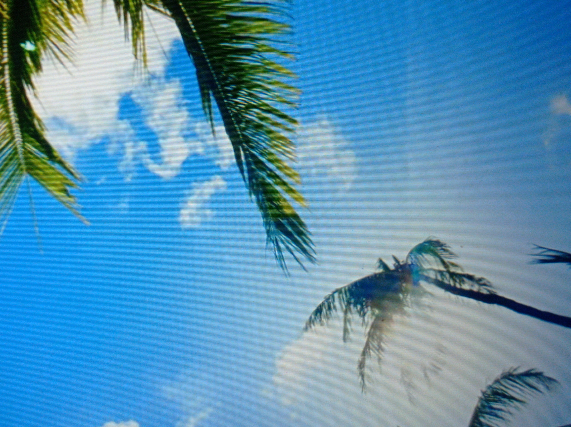 This is a low-angle, outdoor photograph taken in the city of Mukachevo, Ukraine. The image features a bright blue sky with scattered white clouds. Dominating the scene are the fronds and trunks of several palm trees, suggesting a tropical or sub-tropical setting. The palm fronds, particularly those in the foreground and mid-ground, appear to be swaying, indicating windy conditions. The lighting suggests it is daytime, with the sun likely high in the sky, causing some overexposure and a hazy effect, especially around the palm trees on the left. The overall impression is one of a breezy, sunny day with lush palm vegetation.