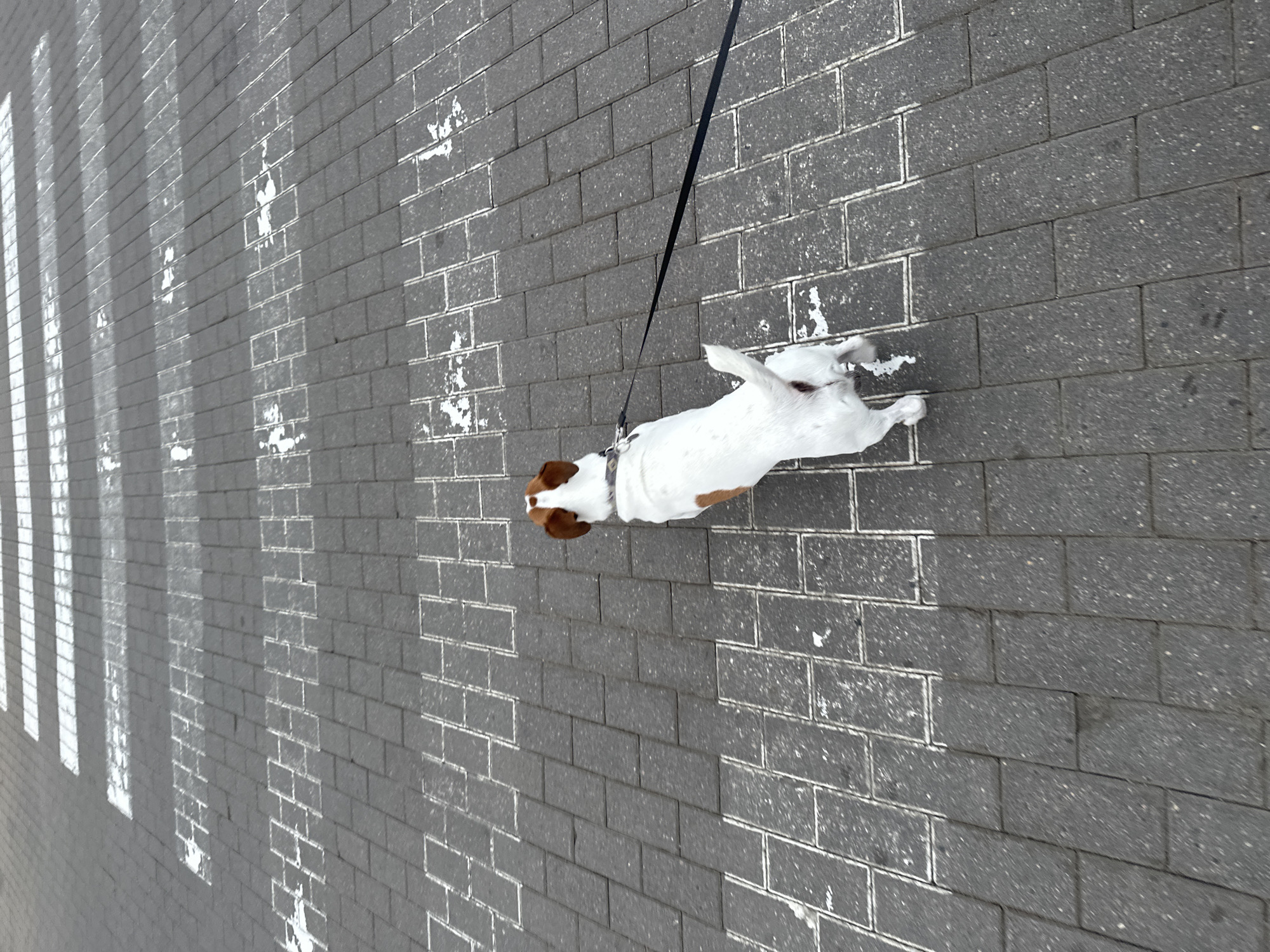 A small, white and brown Jack Russell Terrier is on a leash, facing away from the camera, standing on a pedestrian crossing. The crossing is marked by white stripes on a gray brick pavement. The dog is wearing a dark collar and a portion of a dark leash is visible extending to the right. The background shows more of the pedestrian crossing and the textured brick sidewalk. The scene appears to be outdoors on a city street.