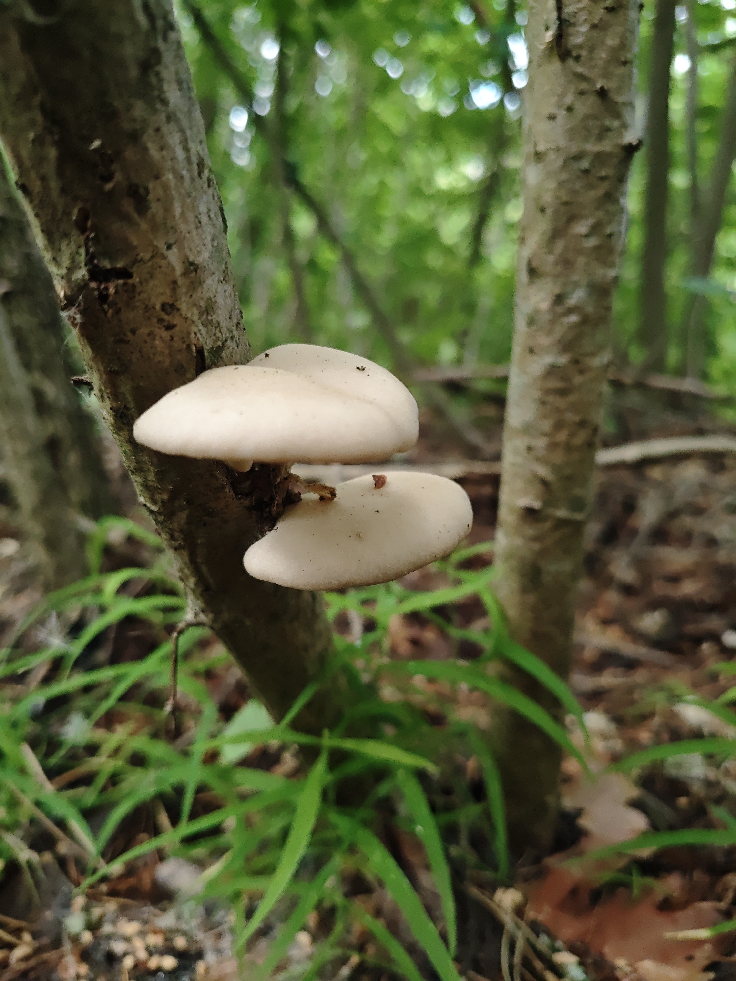 The image shows two light-colored mushrooms growing on the side of a tree trunk in a forest setting. The mushrooms are overlapping and appear to be a bracket fungus. Green grass and fallen leaves are visible on the ground around the tree. The background is blurred, suggesting a dense forest environment. The location is Боровково, Russia.