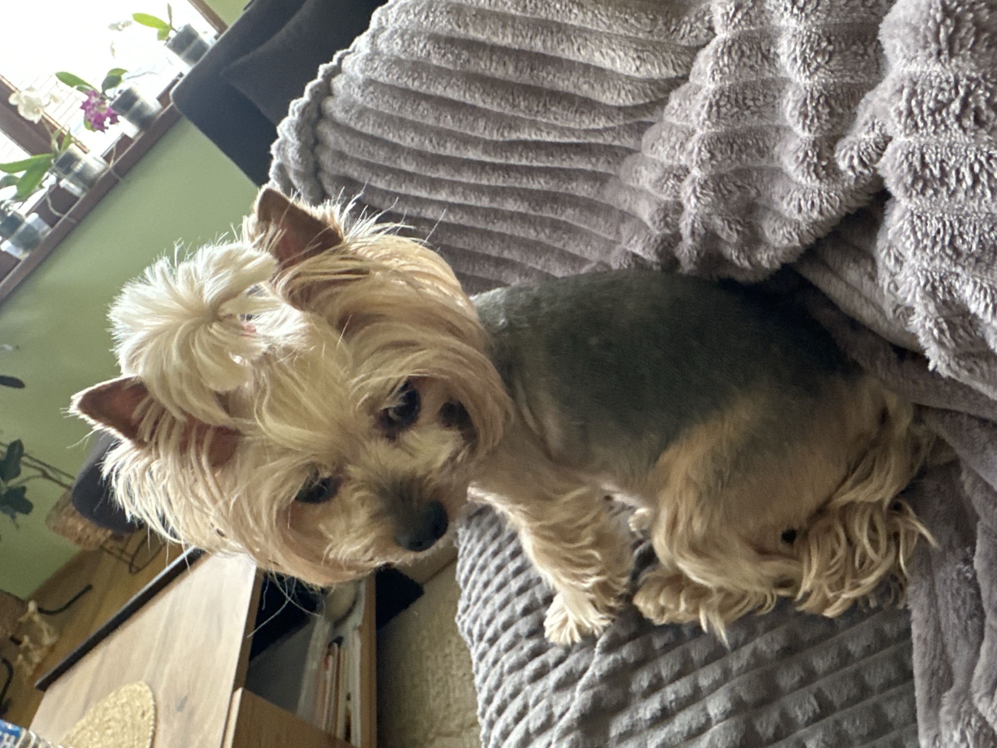 A Yorkshire Terrier stands on a gray, ribbed blanket. The dog has a gray back and tan legs. It is standing on a gray ribbed blanket. In the background is a wooden cabinet and a window with several potted plants. The location is Montana, Bulgaria.