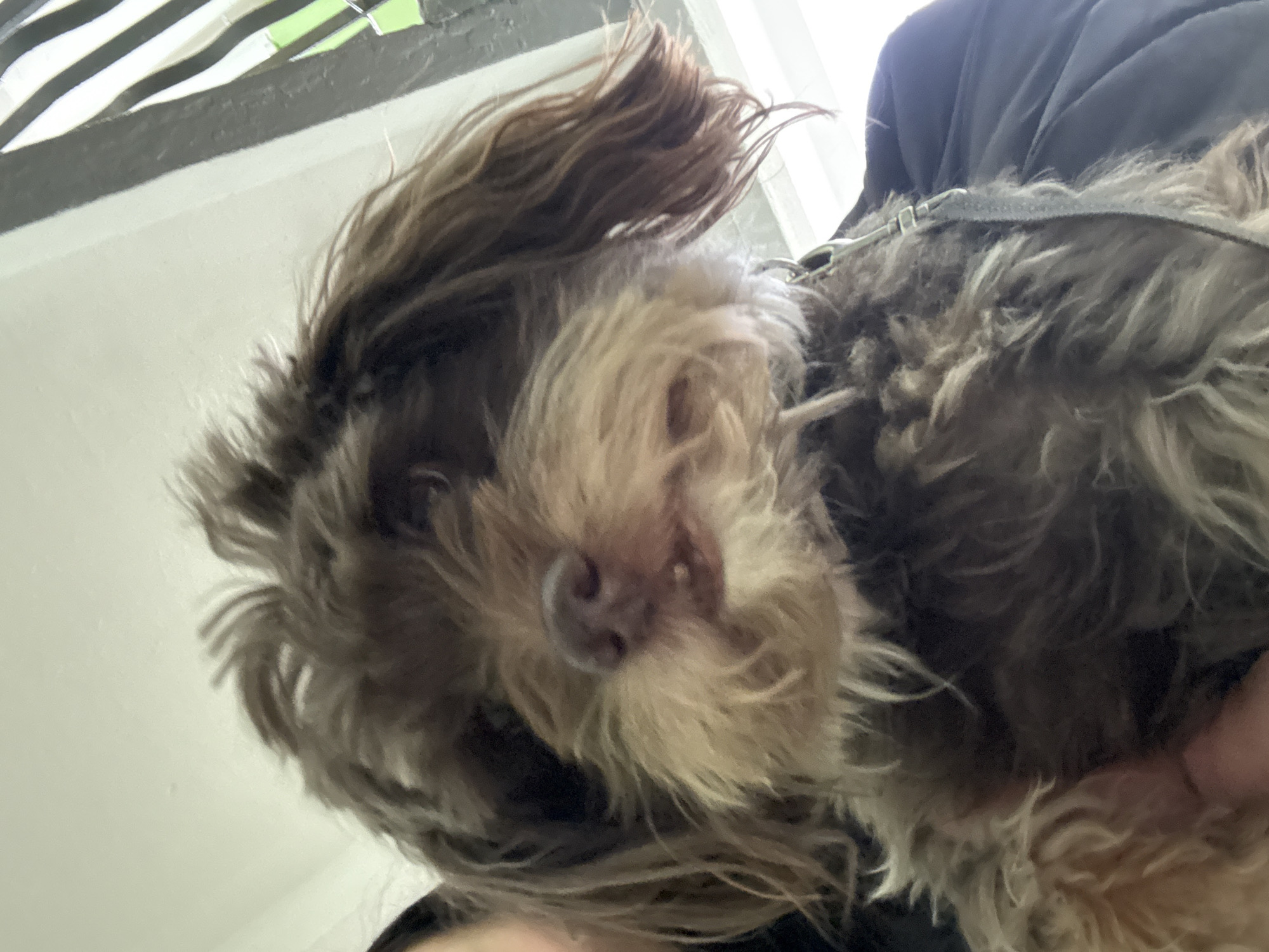 A low-angle close-up shot focuses on a small, fluffy dog with brown and tan fur. The dog is wearing a black harness, and an individual, presumably the owner, is holding the dog. The background is a mix of white and black, likely indicating an indoor setting, possibly near a window. There is no visible indication to suggest that this scene is taking place in the city of Chaikovsky, Russia.