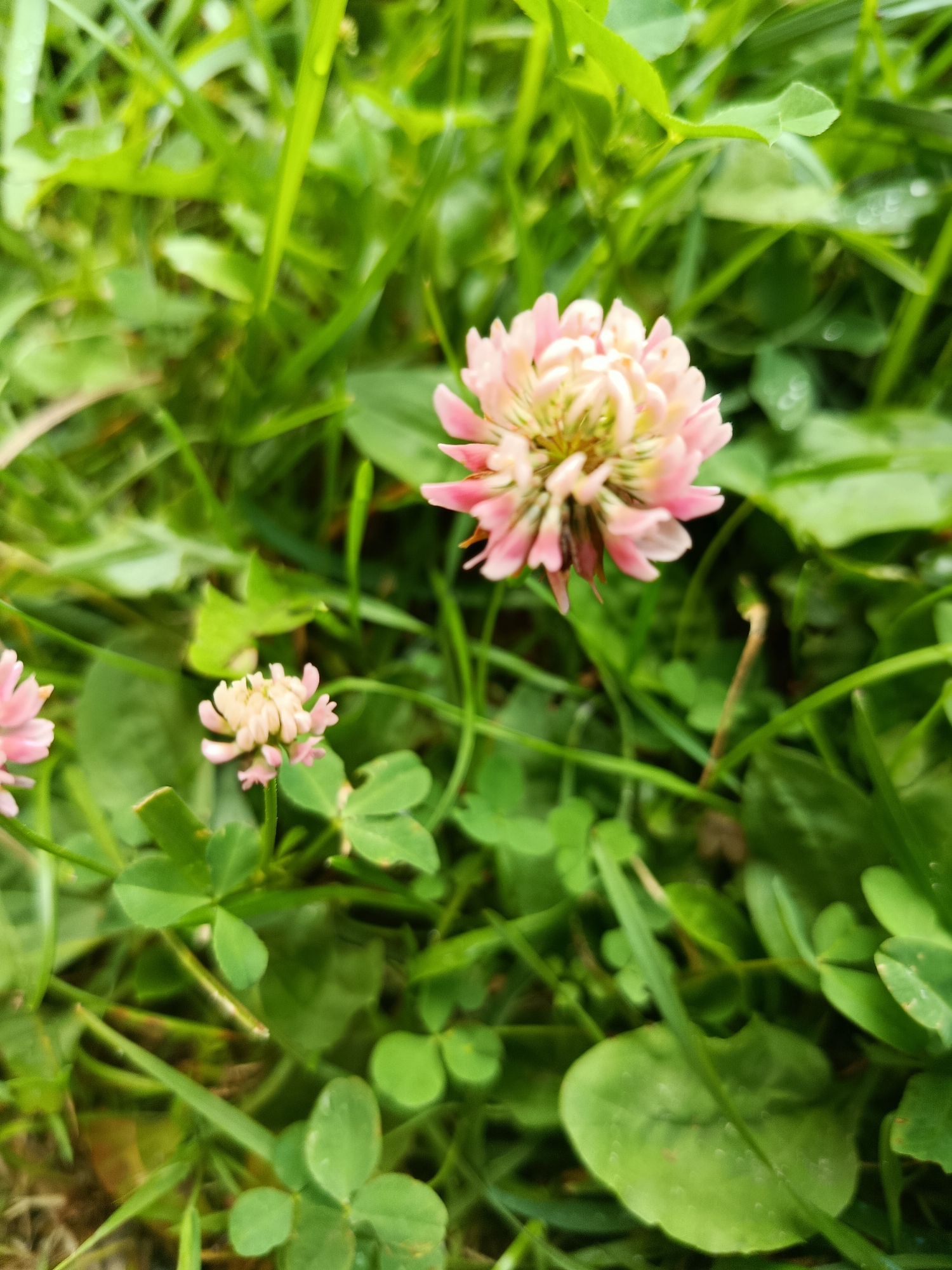 A close-up, top-down shot shows several pink clover flowers nestled among lush green grass and clover leaves. The flowers, some more developed than others, exhibit delicate pink petals with lighter centers. The image is taken in the city of Veriya, Russia, on a day with overcast skies, as evidenced by the soft, diffused lighting and the subtle sheen on some of the leaves, suggesting recent rain or dew. The focus is sharpest on the central flower, with the surrounding foliage and smaller blooms blurred, creating a shallow depth of field.
