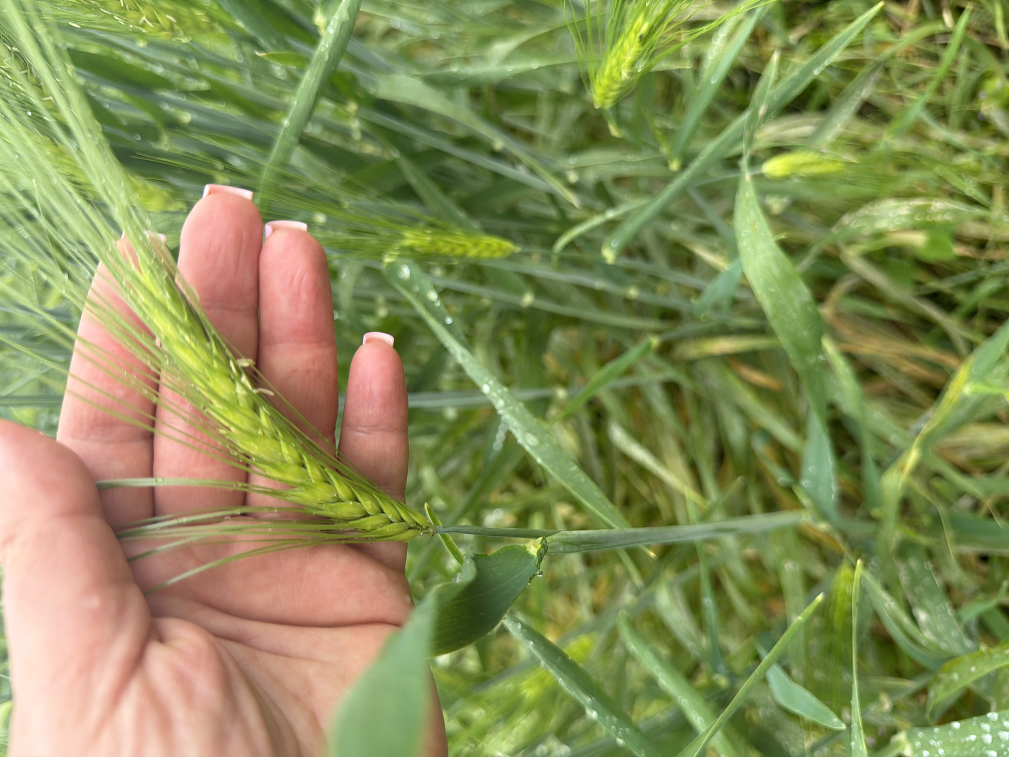 A close-up photograph depicts a person's hand gently holding a head of unripe wheat or barley in a field. The wheat/barley head is green, with long awns. The hand's nails are manicured with a pale pink polish. The background consists of more wheat/barley stalks and leaves, also green. Some of the foliage has water droplets on it. The location is Leningradskaya, Russia.