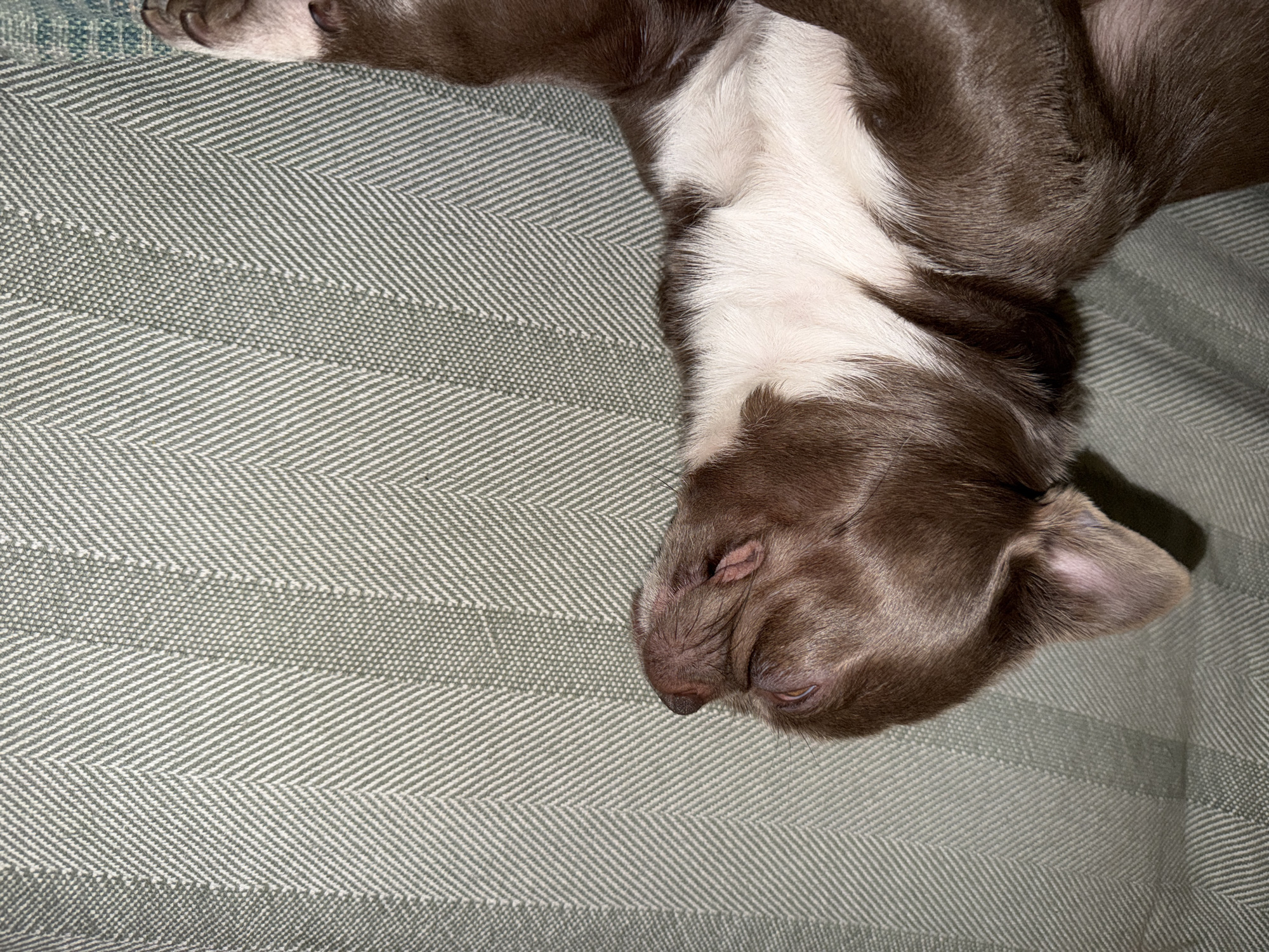A close-up, top-down shot shows a brown and white puppy sleeping on a herringbone patterned gray-green blanket or bedspread. The puppy has brown fur on its head, ears, and parts of its body, with white fur on its chest and neck. The puppy's eyes are closed, and its paws are visible near the top edge of the frame. The blanket has a distinct woven texture and a subtle striped pattern. The location of the image is not ascertainable; it cannot be determined if this image was taken in Votkinsk, Russia, or anywhere else.