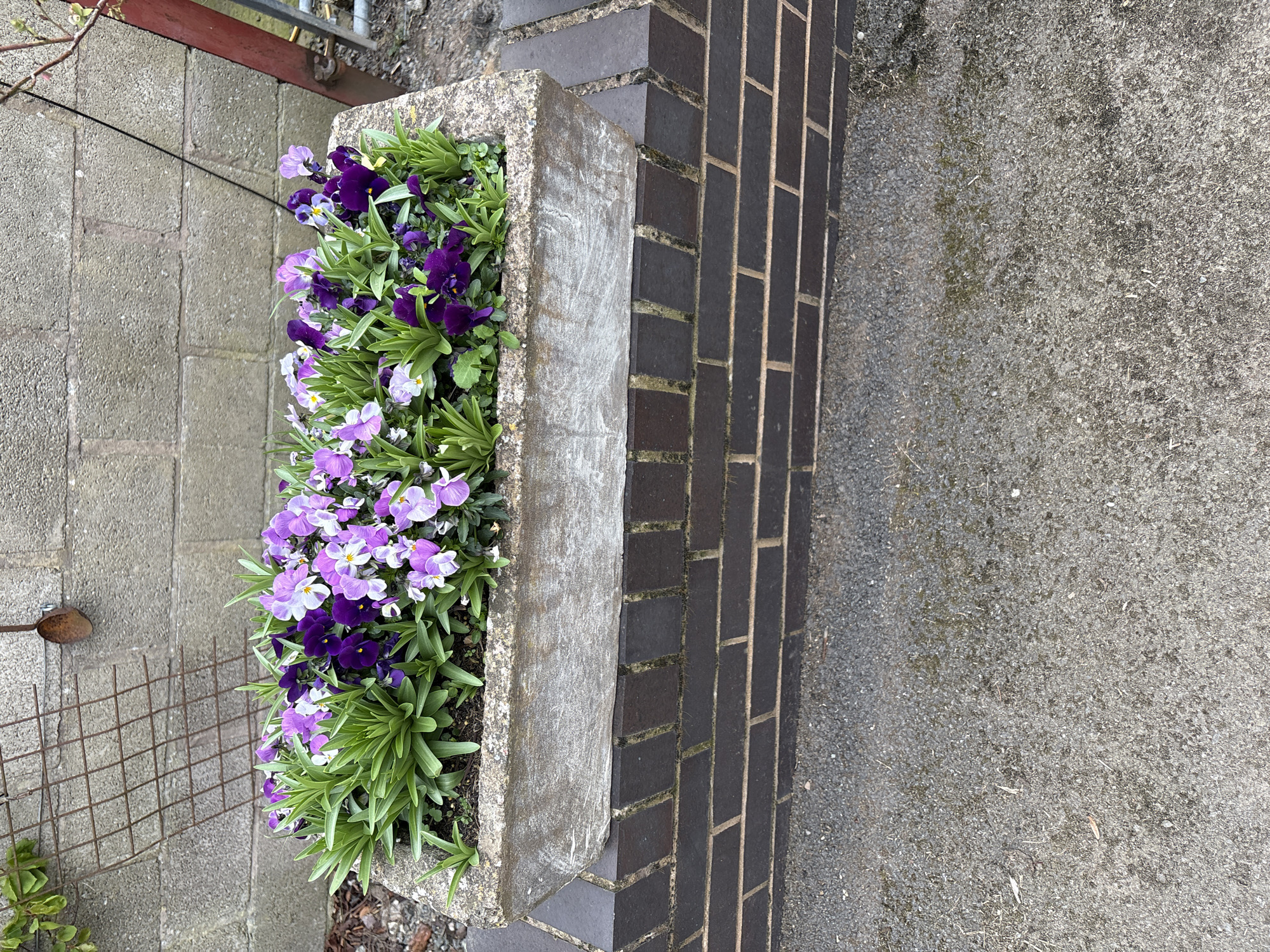 The image shows a rectangular concrete planter box filled with purple and white pansies, positioned next to a brick pillar. The planter box appears to be aged and weathered. The brick pillar is made of dark-colored bricks. The background includes a paved surface, likely a sidewalk or driveway, and a wire mesh fence with some greenery behind it. A small gardening trowel is visible next to the fence. The location is likely in Shrewsbury, United Kingdom.