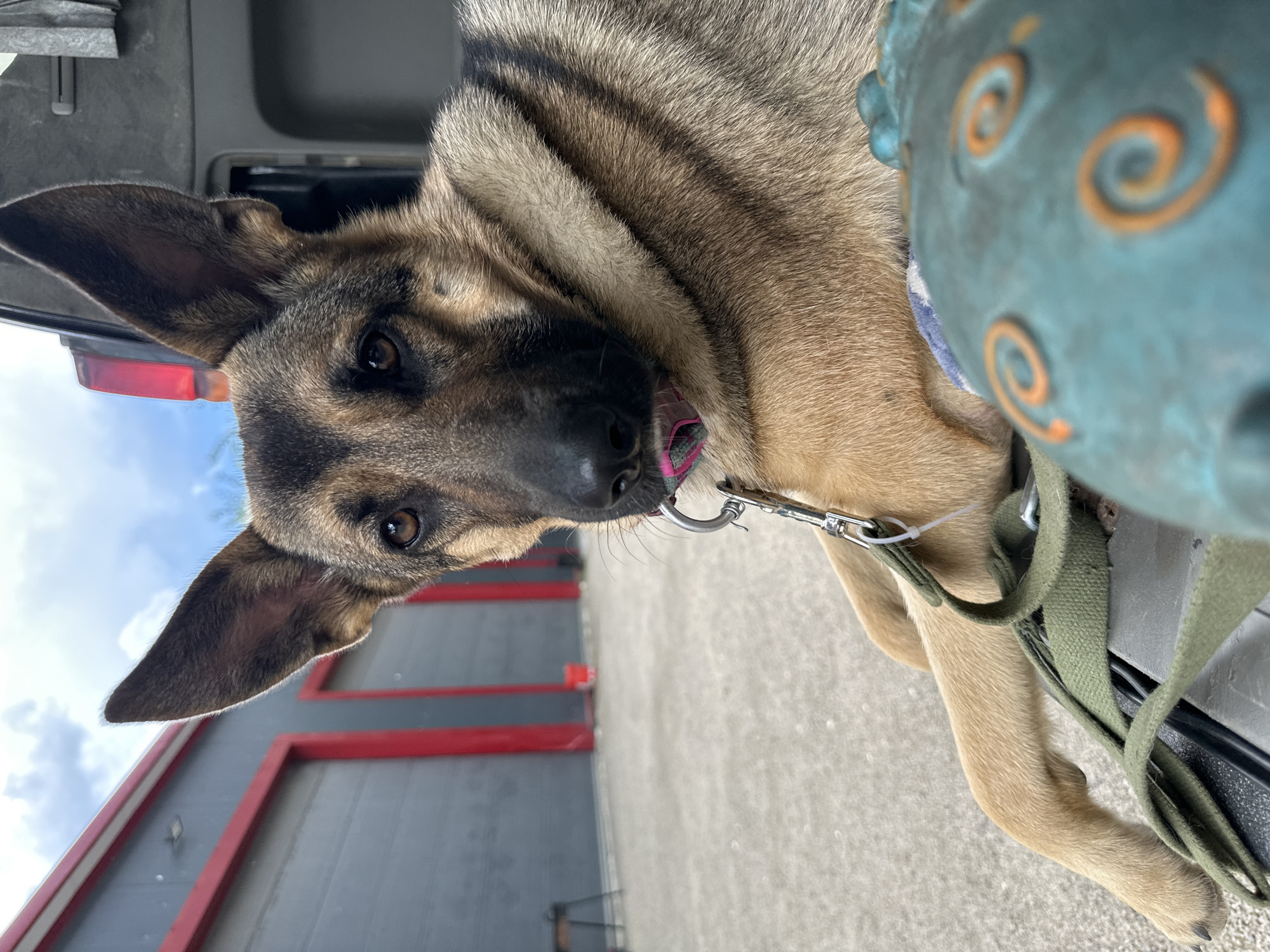 A German Shepherd dog is lying down in the back of a dark-colored vehicle. The dog is in focus and looking towards the camera. Its head is slightly tilted, and its ears are perked up. The dog is wearing a pink and grey collar and a green leash is attached to it. In the foreground, a blurry, teal-colored object with orange spiral patterns is visible. The background shows a gray building with red trim and large garage doors, with a cloudy sky above. This scene appears to be an outdoor industrial or commercial area. It is not possible to determine the specific location within Blagoveshchensk, Russia from the image alone.