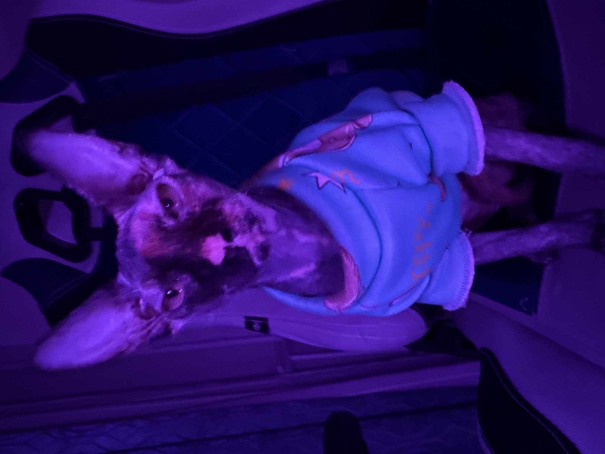 A domestic animal, likely a dog, is lying on a bed inside an enclosed structure, possibly a room. The animal is wearing a light blue garment. The image is predominantly lit with a purple hue.