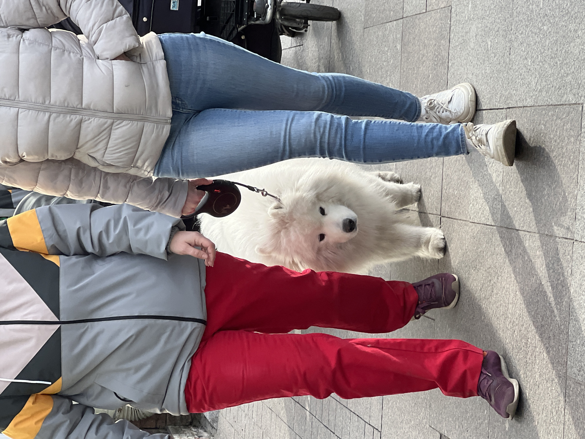 Two individuals are walking a Samoyed dog on a paved area. One person is wearing a light-colored puffer jacket and blue jeans, with white sneakers. The other is wearing a grey, yellow, and black jacket, red pants, and purple sneakers. The Samoyed is white and on a black leash. The location is possibly in Saint Petersburg, Russia, suggested by the architecture and paving. The ground is made of large, light grey tiles. Part of a dark-colored object, possibly a wheelchair, is visible in the background.