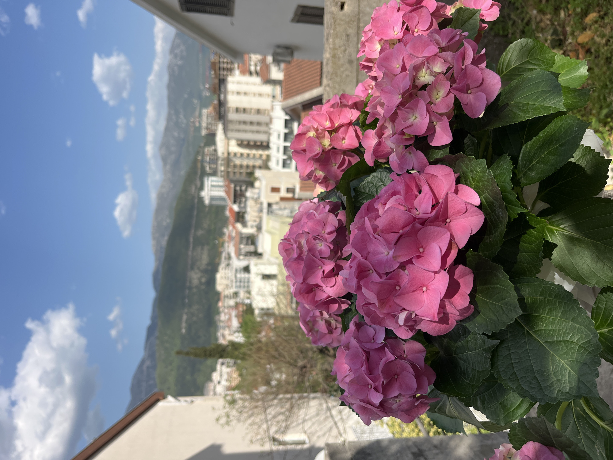 The image presents a picturesque scene captured from an elevated perspective, showcasing a vibrant display of pink hydrangeas against a backdrop of a coastal town and mountains.
In the immediate foreground, on the right side, a large cluster of blooming pink hydrangeas takes center stage. The individual florets are a rich, bright pink, forming dense, spherical flower heads. The hydrangeas feature broad, dark green leaves with visible vein patterns, some of which are slightly shadowed, indicating strong sunlight. The flowers and foliage are well-lit, suggesting a sunny day.
Beyond the flowers, the midground reveals an urban landscape characterized by numerous buildings with light-colored facades and a mix of flat and reddish-brown tiled roofs. The architecture appears typical of a Mediterranean or Adriatic coastal town, with buildings varying in height and style, some appearing as multi-story residential or commercial structures. The town sprawls across the landscape, seemingly at the base of the mountains.
In the background, a series of impressive mountains rise, their slopes covered in lush green vegetation, suggesting a natural and rugged environment. Above the mountains and town, the sky is a brilliant, clear blue, adorned with scattered, fluffy white clouds. The lighting indicates it is daytime, likely morning or afternoon, with distinct shadows cast by the buildings and foliage. A partial view of a railing or balcony structure in the upper left and bottom foreground further confirms the elevated vantage point. No discernible text is visible in the image. The scene strongly aligns with the known geography and architecture of Budva, Montenegro.