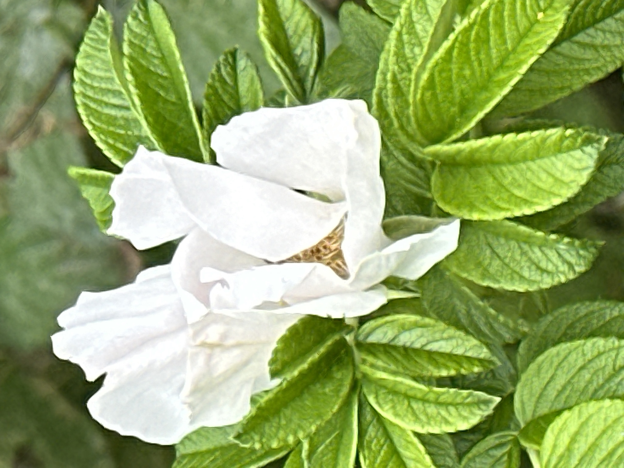 The image is a close-up photograph of two white flowers with ruffled petals, likely roses, surrounded by vibrant green leaves. The background is a blur of green and brown, suggesting an outdoor natural setting. The lighting highlights the delicate texture of the petals and the veins of the leaves. The photograph is taken from a slightly high angle, looking down at the flowers. There are no people, animals, or man-made objects visible in the image. The scene appears serene and natural. The location is not discernible from the image itself.
