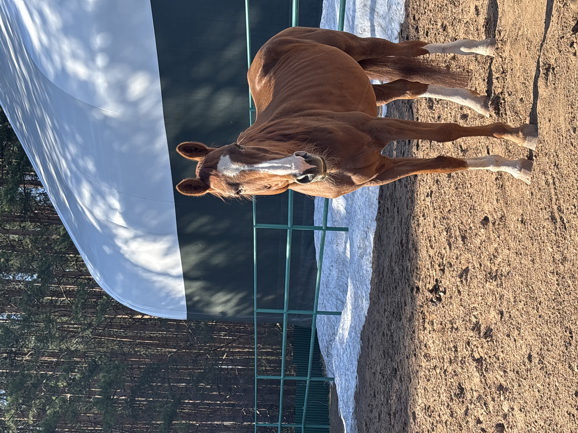 A brown horse stands in a sand-covered enclosure, with white markings on its face and lower legs. A large, partially covered structure, white and dark green, is behind the green metal fence. Trees are visible in the background. The image appears to be taken during the daytime with shadows indicating sunlight. Based on the prompt, the location is Русский Вожой, Russia.