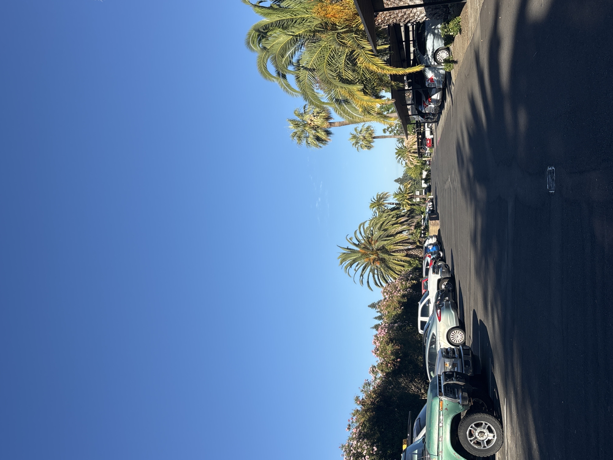 This is a vertical, eye-level, medium shot of a parking lot in Fair Oaks, United States, on a clear, sunny day. The sky is a vivid blue, taking up approximately the top half of the image. The lower half of the image is dominated by a paved parking lot with a row of cars parked on the left and a covered parking structure on the right.
On the left side of the lot, a green vintage truck is parked closest to the viewer, followed by several other vehicles including a silver sedan and a white pickup truck. Behind the cars on the left, there is a dense hedge with numerous small pink flowers in bloom. Several palm trees are visible in the background, with one large palm tree prominent in the center-left of the frame.
On the right side of the lot, a series of covered parking spaces are visible, with various cars parked underneath. These include a silver sedan, a dark-colored SUV, and another silver sedan. The palm trees continue along the right side, with some casting shadows onto the parking lot. The shadows are sharp, indicating the sun is high in the sky. The ground in the parking lot is dark asphalt with a white painted line marking a parking space visible in the foreground. A small, white rectangular object, possibly a piece of debris, is visible on the asphalt in the foreground.