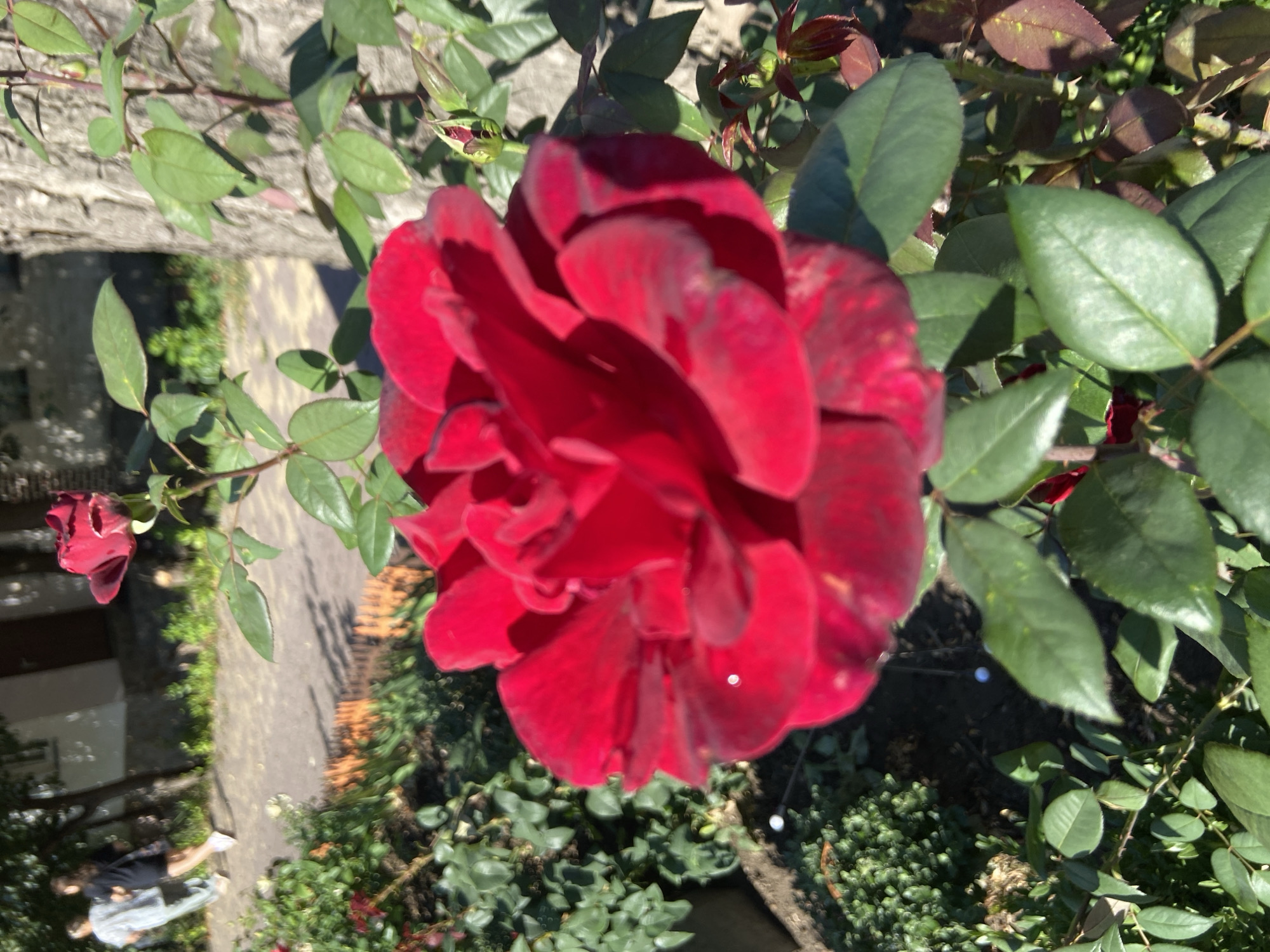 A close-up shot focuses on a vibrant red rose in the foreground, its petals unfurling to reveal a deep crimson hue. The rose is positioned to the right of the frame, partially obscuring a rough-barked tree trunk. Green leaves and rosebuds surround the main bloom, some showing hints of red and bronze. In the background, a paved walkway is visible, with two figures in motion. One figure, on the left, is wearing a light-colored garment, possibly a jacket, and dark pants. The other figure, to their right and slightly behind, is wearing dark clothing. They appear to be walking away from the camera. Beyond the figures, a building with windows and a door is visible, suggesting an urban or suburban setting. The scene is bathed in sunlight, casting shadows on the ground and highlighting the textures of the foliage and tree bark.