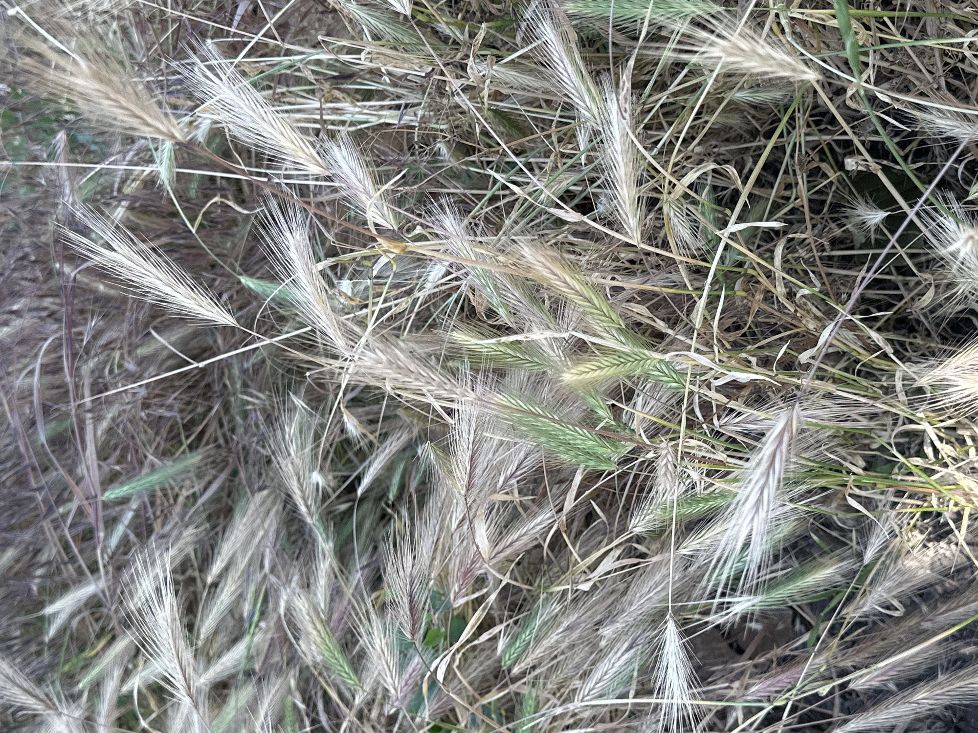 The image is a close-up, overhead shot of a dense patch of dry grass with some green stalks interspersed. The grass appears to be a type of foxtail or similar wild grass, characterized by its feathery seed heads and slender stalks. The overall color palette is muted, with shades of beige, brown, light green, and hints of purple in some of the drier stalks. The texture is rough and dry, with many individual blades and seed heads visible. The background is a blur of more grass and dried vegetation, suggesting an outdoor, natural setting. There are no people or any discernible human activity in the image. The lighting is natural and somewhat diffused, creating soft shadows within the dense foliage.