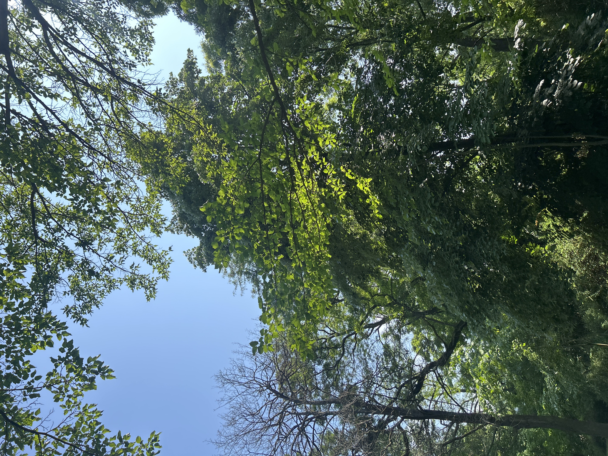 The image presents an upward view through a dense canopy of trees against a clear, vibrant blue sky. The scene, located in Varna, Bulgaria, captures a natural outdoor setting, likely a park or wooded area, on a bright, sunny day.
Lush green foliage dominates the left, right, and top portions of the frame, with sunlight filtering through the leaves, creating a mosaic of light and shadow. Some leaves appear brightly illuminated and almost translucent from the backlighting, while others are a deeper, richer green. Numerous branches, varying in thickness and pattern, crisscross the view. Towards the lower right, a section of stark, dark, and somewhat twisted bare branches is visible, contrasting sharply with the verdant leaves elsewhere. This suggests either a different species of tree, a deciduous tree out of season, or a dead portion of a living tree.
The sky is a uniform, cloudless blue, indicating excellent weather conditions. No specific activities or events are depicted; the image is a static snapshot of nature. There are no visible people, objects, or discernible text. The strong, direct light suggests a time of day when the sun is relatively high, likely late morning or early afternoon. The overall mood conveyed is one of tranquility and natural beauty.