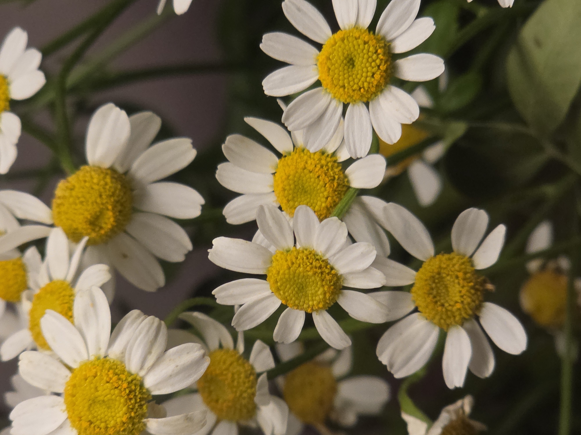 A close-up photograph shows a cluster of daisies with white petals and yellow centers. The flowers are densely packed together, and some green foliage is visible in the background.