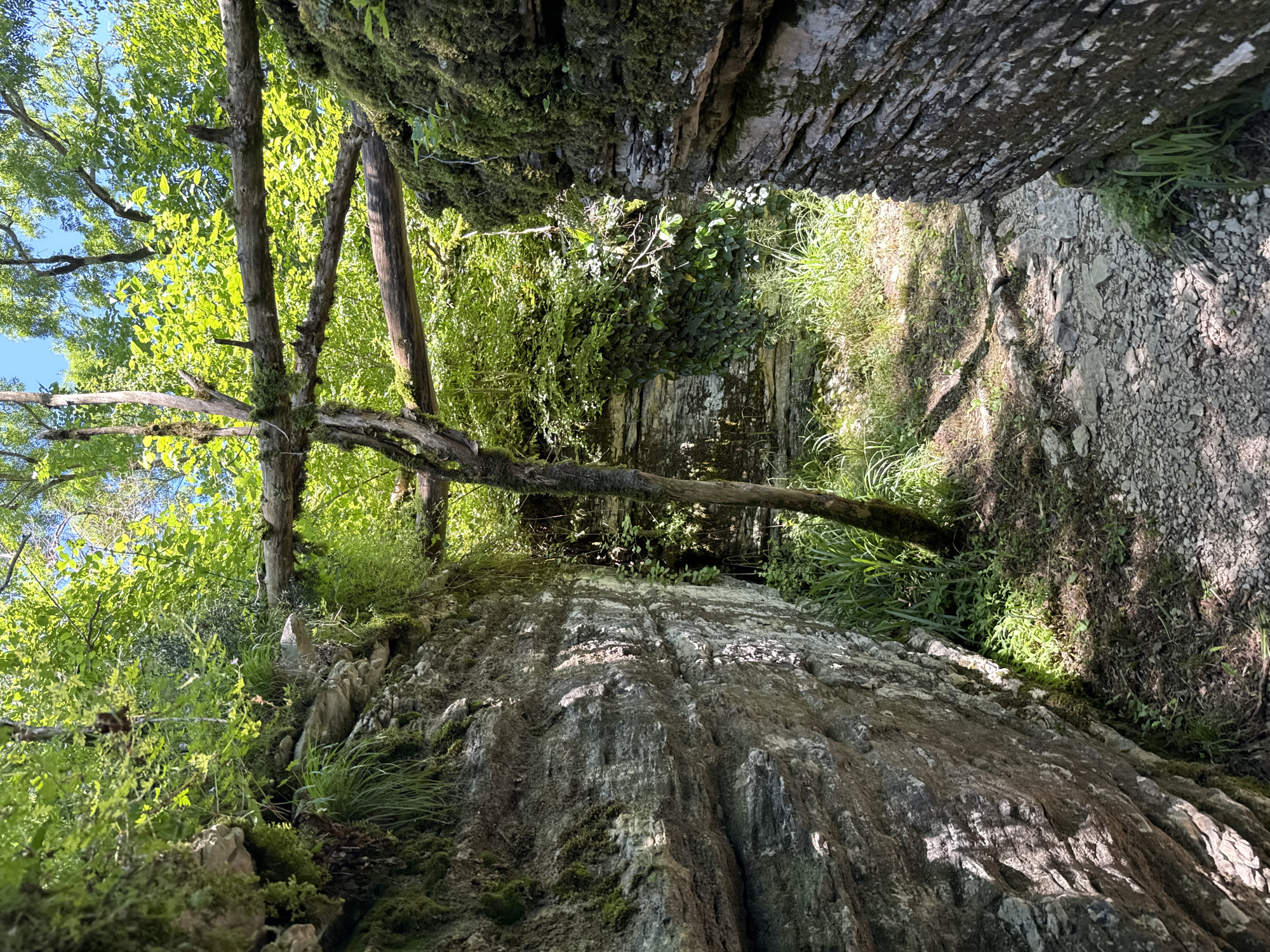 This vertical image captures a narrow natural gully or passage within a dense, rocky, and forested landscape, likely in Khleborob, Russia. The scene is dominated by steep, textured rock walls on both sides, which are partially covered with moss, small green plants, and clinging ivy. Numerous trees with rough bark and lush, vibrant green leaves form a dense canopy overhead, with their branches extending into the frame. Patches of clear blue sky are visible through the leaves.
Bright sunlight filters through the tree canopy, creating strong contrasts of light and shadow across the rock surfaces and the ground. The ground of the gully appears to be a mix of dirt, small stones, and grasses. Some fallen or slanted tree trunks, also covered in moss, are visible within the passage. The overall impression is a serene and wild natural environment, possibly a hiking path or a deep fissure in the landscape. The bright illumination suggests it is daytime, under clear and sunny weather conditions. There are no people, man-made objects, or visible text present in the image.