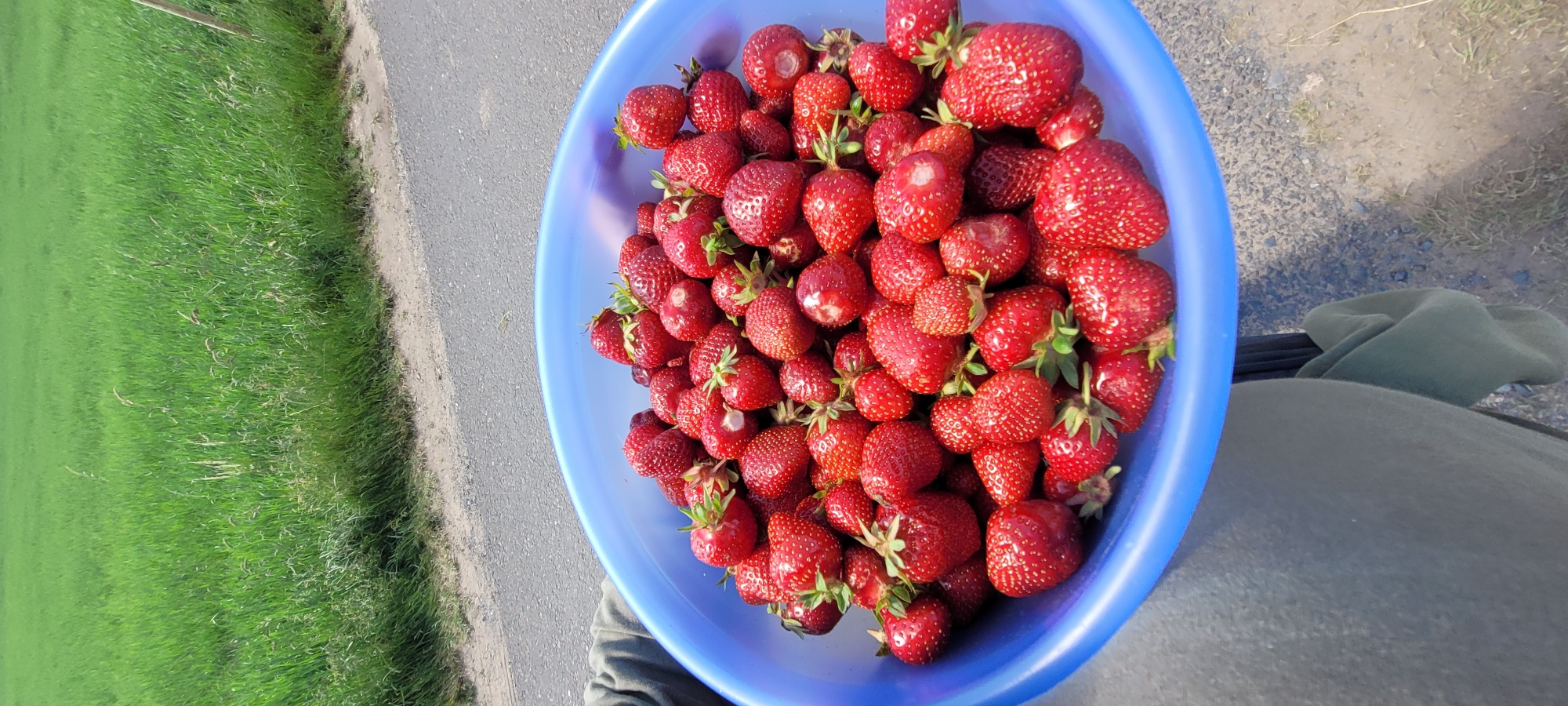 A blue plastic bowl, filled to capacity with approximately 80-100 ripe, red strawberries, occupies the lower central and right portions of the frame. Many strawberries retain their green calyxes. The bowl is being held by an unseen individual, whose left arm and upper leg, clad in olive-green or greyish-green fabric, are visible on the lower left. The background features an asphalt road or path, visible in the mid-ground, with a narrow, lighter-colored dirt and gravel strip bordering its left edge. Beyond this strip, a vast, uniform field of vibrant green grass stretches towards the horizon. The scene is illuminated by direct sunlight, casting subtle shadows and indicating an outdoor setting in the city of Dietzenbach, Germany.
