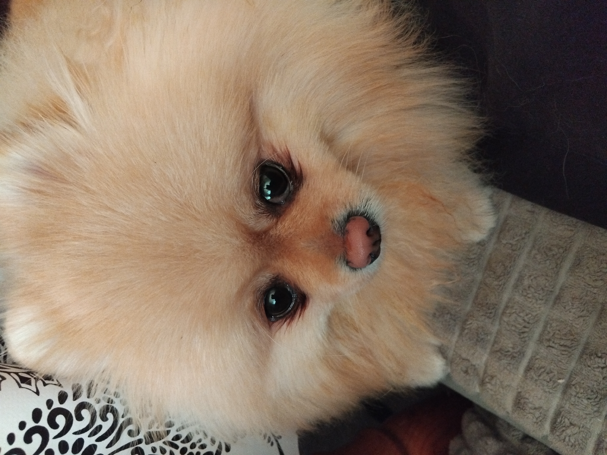 A close-up, slightly angled headshot of a fluffy, light-brown Pomeranian dog. The dog's face fills most of the frame. It has small, dark eyes that reflect light, a pink nose, and a fluffy coat. Below the dog's head, part of a pillow with a black and white patterned cover is visible. The right side of the frame includes a textured, gray object, potentially a blanket or pillow. The background is out of focus, but appears to be a dark, solid color. It is not possible to determine if the image was taken in Apriltsi, Bulgaria, or any other location.