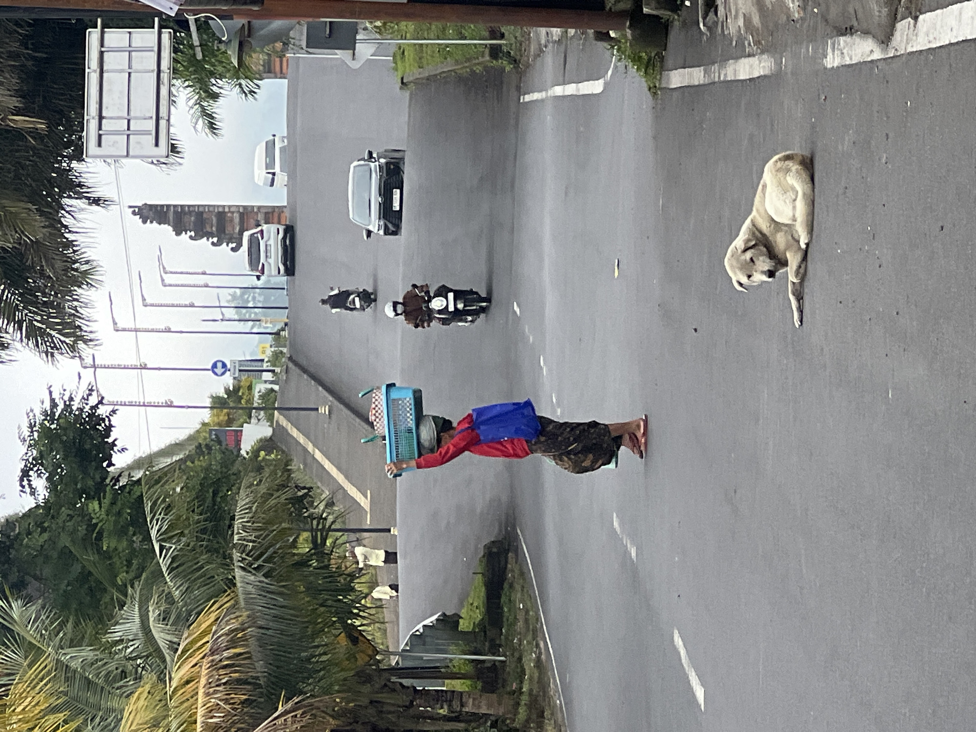 The image captures a street scene in Rendang, Indonesia, on an overcast day. In the foreground, a light-colored dog is lying on the asphalt road, facing left. To the left of the dog and slightly further up the road, a person is walking and carrying a blue basket on their head, balanced with what appears to be a cloth wrapped around their head. The person is wearing a red long-sleeved shirt and a patterned sarong. A blue bag is slung over their left shoulder. Further up the sloping road, a person on a scooter is visible, wearing a helmet and a brown jacket. Behind them, a dark-colored car is driving up the hill, and another person on a scooter is further ahead. In the background, a large ornate archway marks the entrance to what appears to be a complex, with white vans visible beyond it. The road is lined with streetlights and palm trees. The overall environment appears to be a public road with some surrounding vegetation.