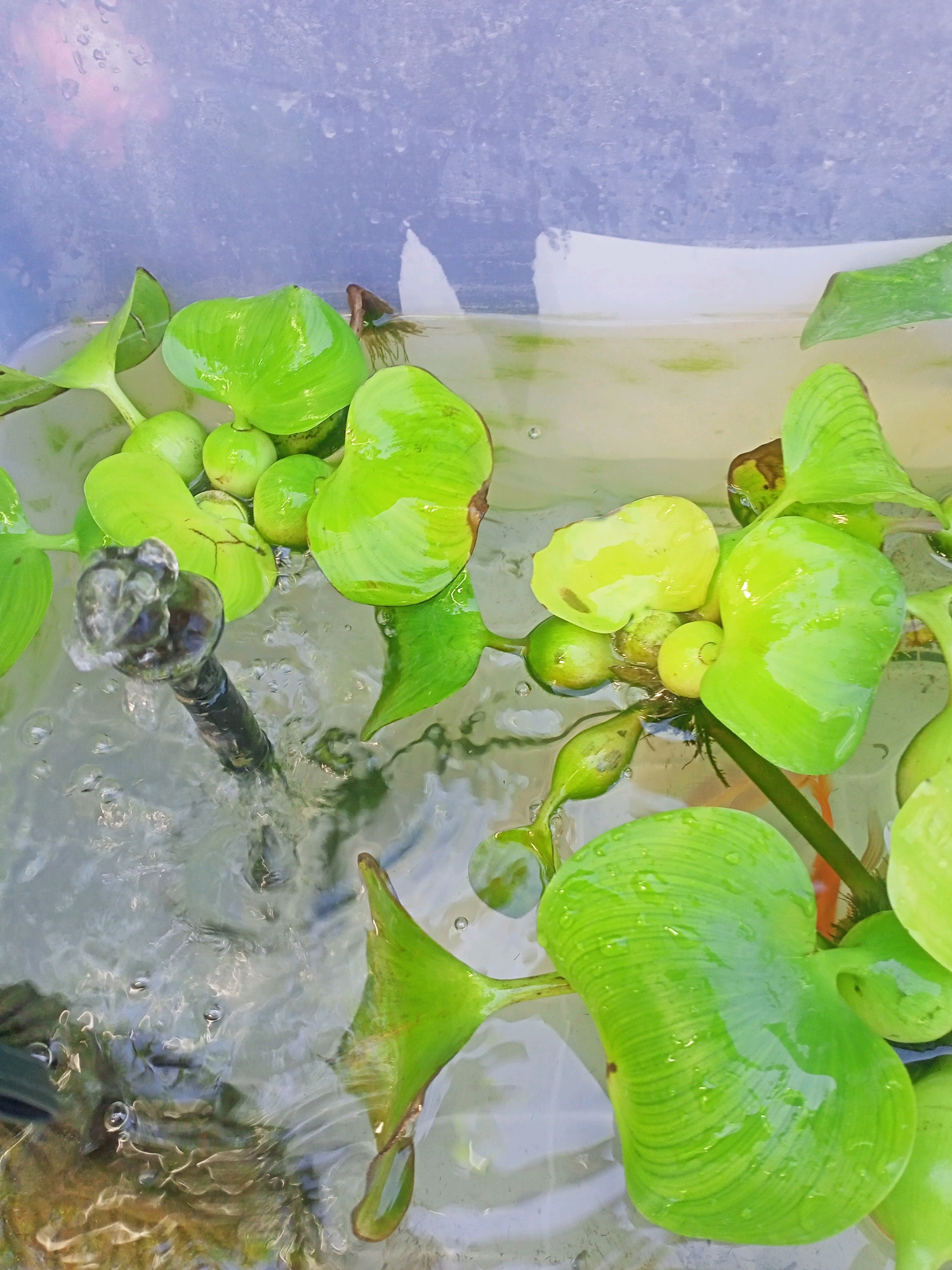 The image shows an outdoor scene in Tsandrypsh, Abkhazia, focusing on a shallow body of water within a translucent container. Several bright green water hyacinth plants float on the surface, their bulbous leaves glistening with water droplets. Some of the leaves are a lighter, yellowish-green, indicating varying stages of growth or light exposure. A small, dark-colored object, possibly a filter or bubbler, is submerged in the water on the left, with small bubbles rising around it. The water itself is somewhat murky, with a slight yellow tint. In the background, the purple-tinted plastic of the container is visible, with condensation or water streaks on its surface. The lighting suggests it is daytime, with diffuse light reflecting off the water and plants. There are no people or animals clearly visible in this close-up shot.