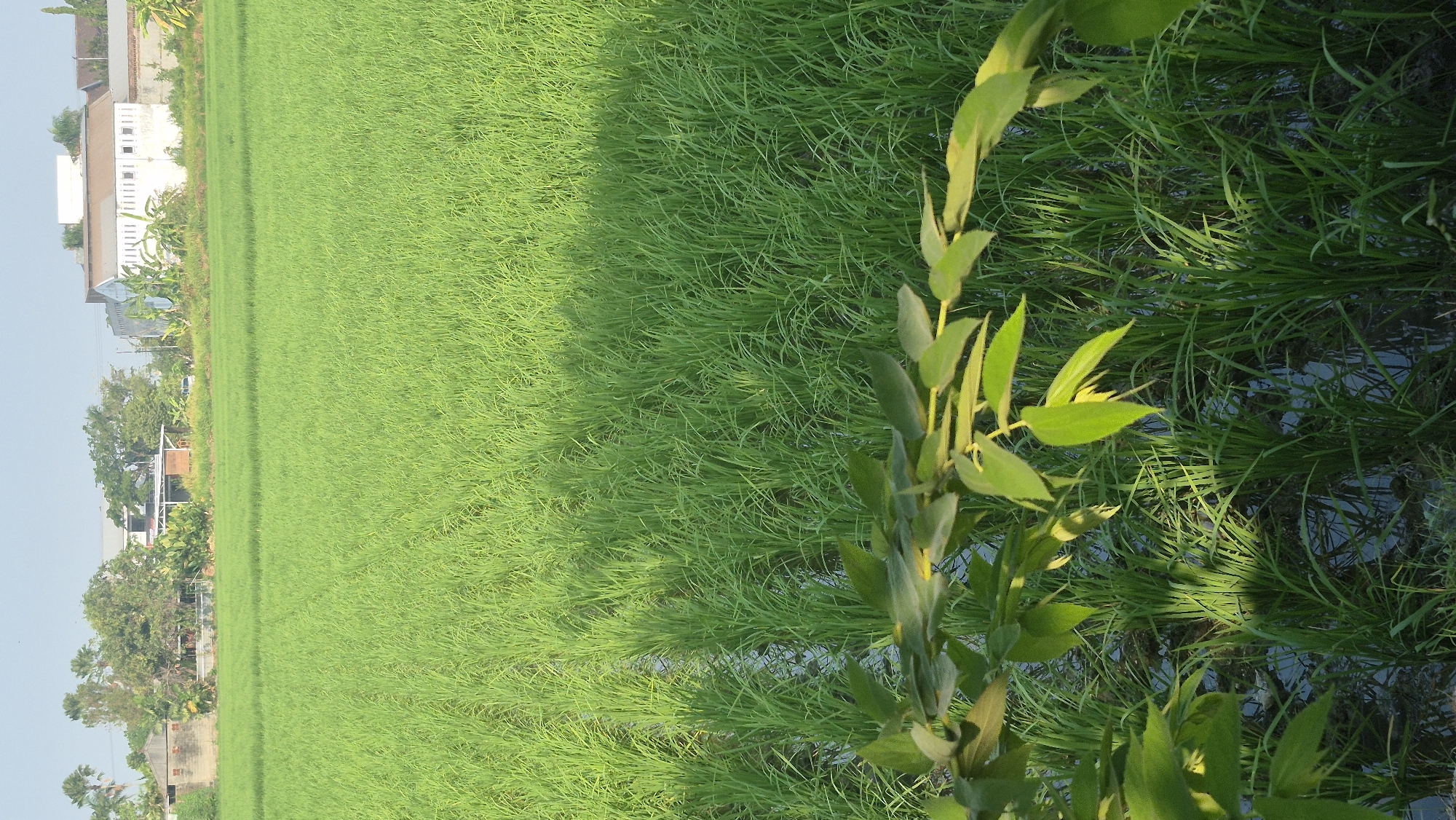 An outdoor vertical, eye-level medium shot captures a lush, green rice paddy in Bojonegoro, Indonesia. The foreground is dominated by the vibrant green of the rice stalks, with some foliage from a plant obscuring the lower left quadrant of the frame. The rice paddy extends into the background, where buildings and trees are visible under a clear, light sky. Sunlight casts shadows across the paddy, indicating it is likely daytime. The overall impression is one of natural agricultural landscape bordering a developed area.