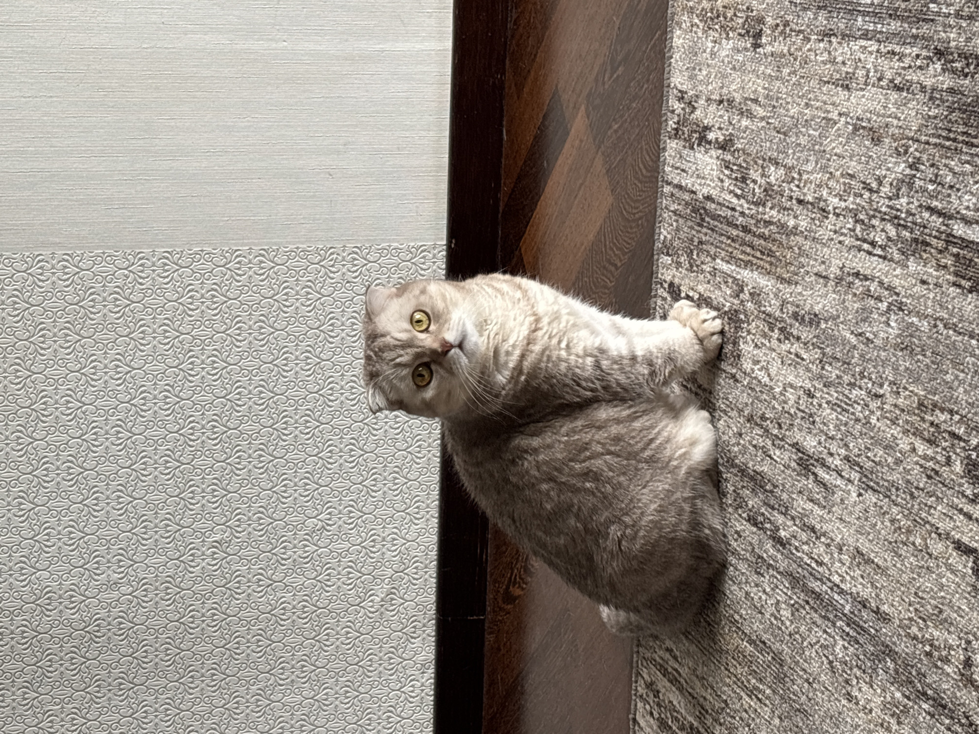 The image displays a light-colored, grey tabby cat with prominent yellow-green eyes, looking directly at the viewer with an alert expression. The cat has soft, short fur with subtle darker stripes and markings. It appears to be positioned on a floor or low surface within an indoor setting, likely a residence in Saint Petersburg, Russia.
The immediate surface beneath the cat is a grey and off-white patterned rug or carpet featuring an abstract, somewhat distressed design. To the cat's left, a dark brown wooden element, possibly a door frame or a wide baseboard, provides a vertical demarcation, showing a visible wood grain.
Beyond this wooden boundary, a wall is visible, covered in two distinct types of wallpaper. The lower portion of the wall features a light grey or off-white wallpaper with an intricate, repeating pattern of swirling, ornate motifs. Above this, the upper section of the wall is covered in a plainer, light grey or off-white wallpaper with fine horizontal striations.
The cat's posture suggests it is either resting or attentively observing something, with its front paws tucked under its body. The lighting is soft and even, indicating an indoor environment without strong shadows, making the specific time of day indeterminate. There is no visible text within the image.
