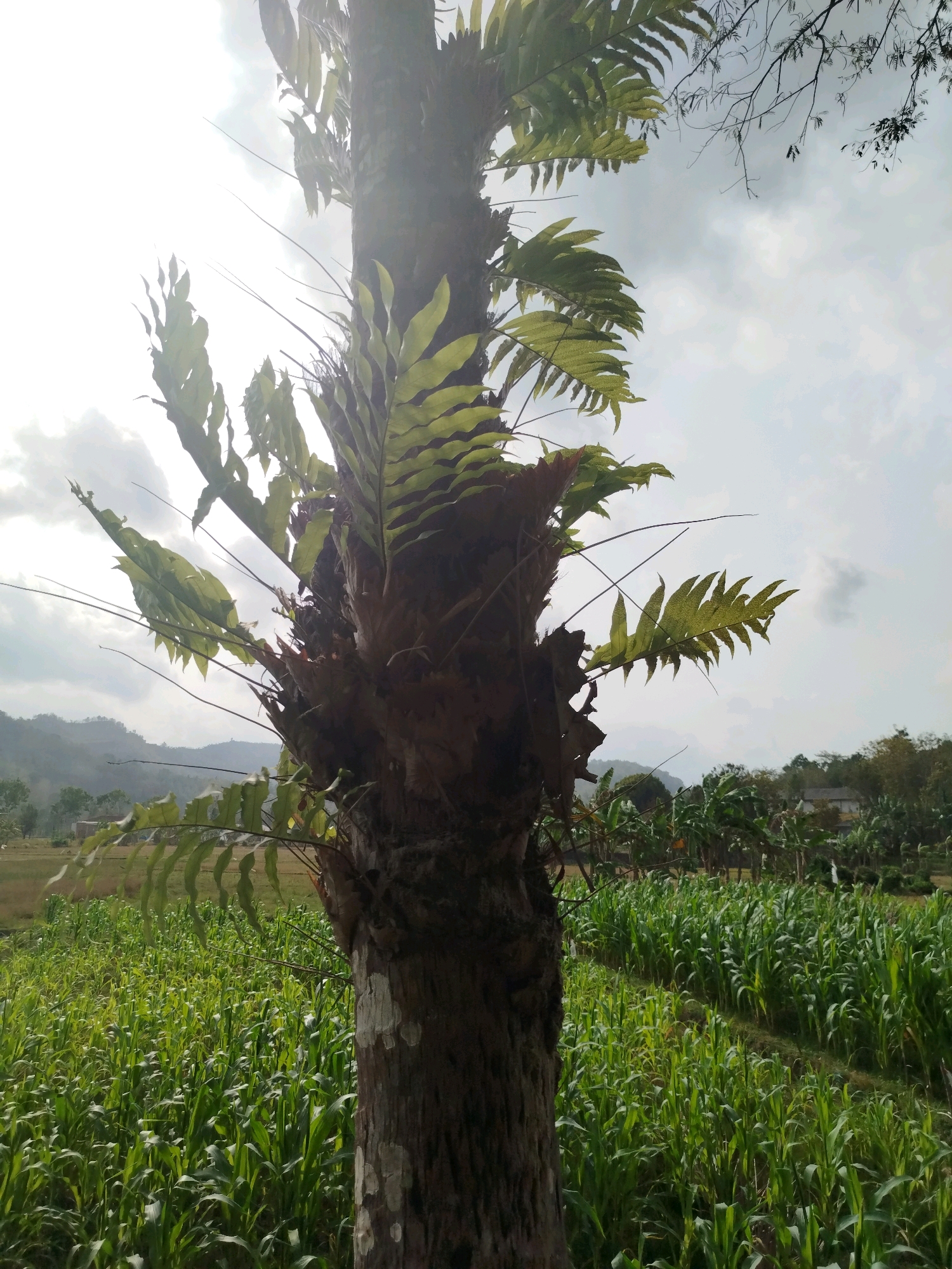 An outdoor, eye-level, medium shot shows a tree trunk with epiphytic ferns growing on it. The tree is in the foreground, centered and taking up the majority of the frame. The trunk is rough and textured, with some patches of white lichen. The ferns have large, green fronds that extend outwards, some of which are silhouetted against the bright sky. The sky is overcast with some patches of sunlight breaking through.
In the background, a lush green field of young corn or similar crops stretches across the landscape. The field is organized in neat rows, indicating cultivation. Beyond the field, a row of trees forms a treeline, with a few scattered houses or buildings visible amongst them. Further in the distance, rolling hills are visible, shrouded in a light haze. The overall impression is of a rural agricultural setting in Widoro, Indonesia. No people are visible in the image.